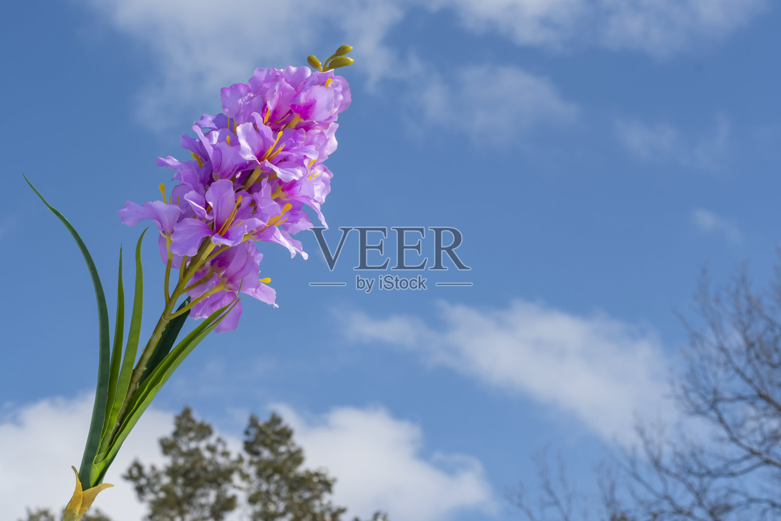 蓝色的风信子花映衬着春天多云的天空照片摄影图片