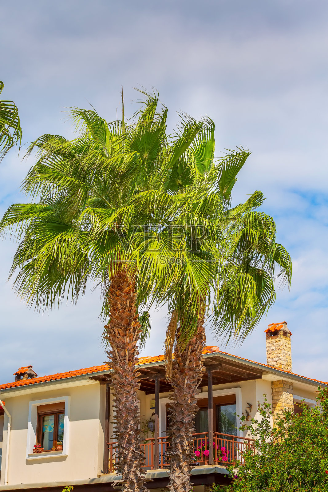 蓝色多云的天空中，绿色的棕榈树照片摄影图片