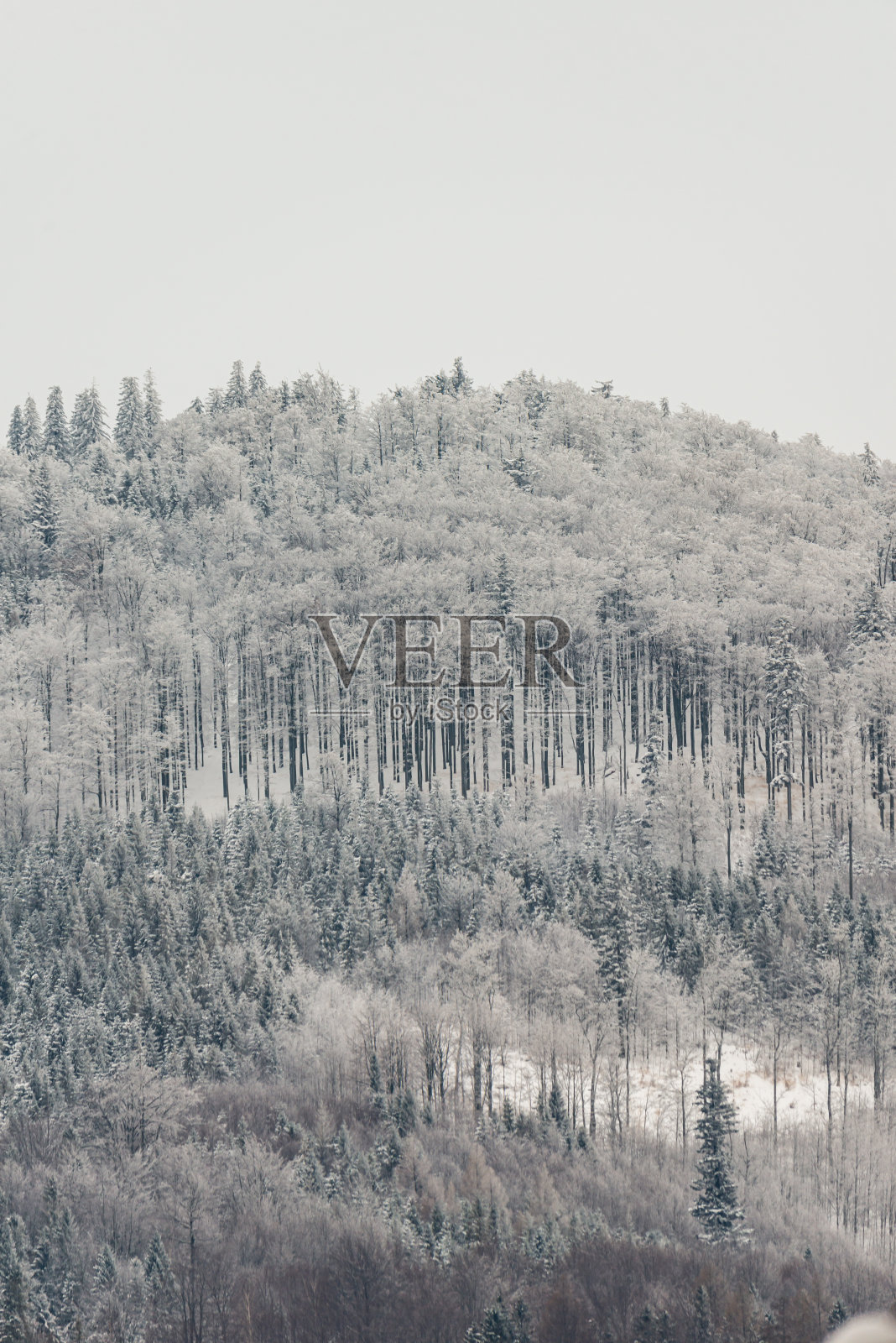 冬天在波兰的山上，树木被新雪覆盖照片摄影图片