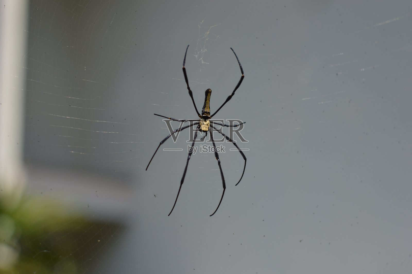 蜘蛛在等待它的食物照片摄影图片
