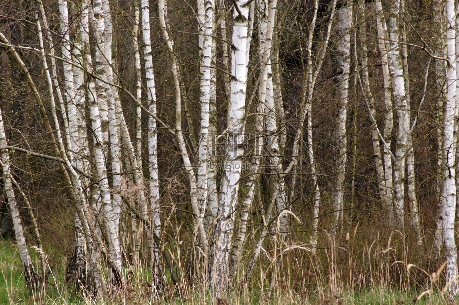 图片背景是桦树照片摄影图片