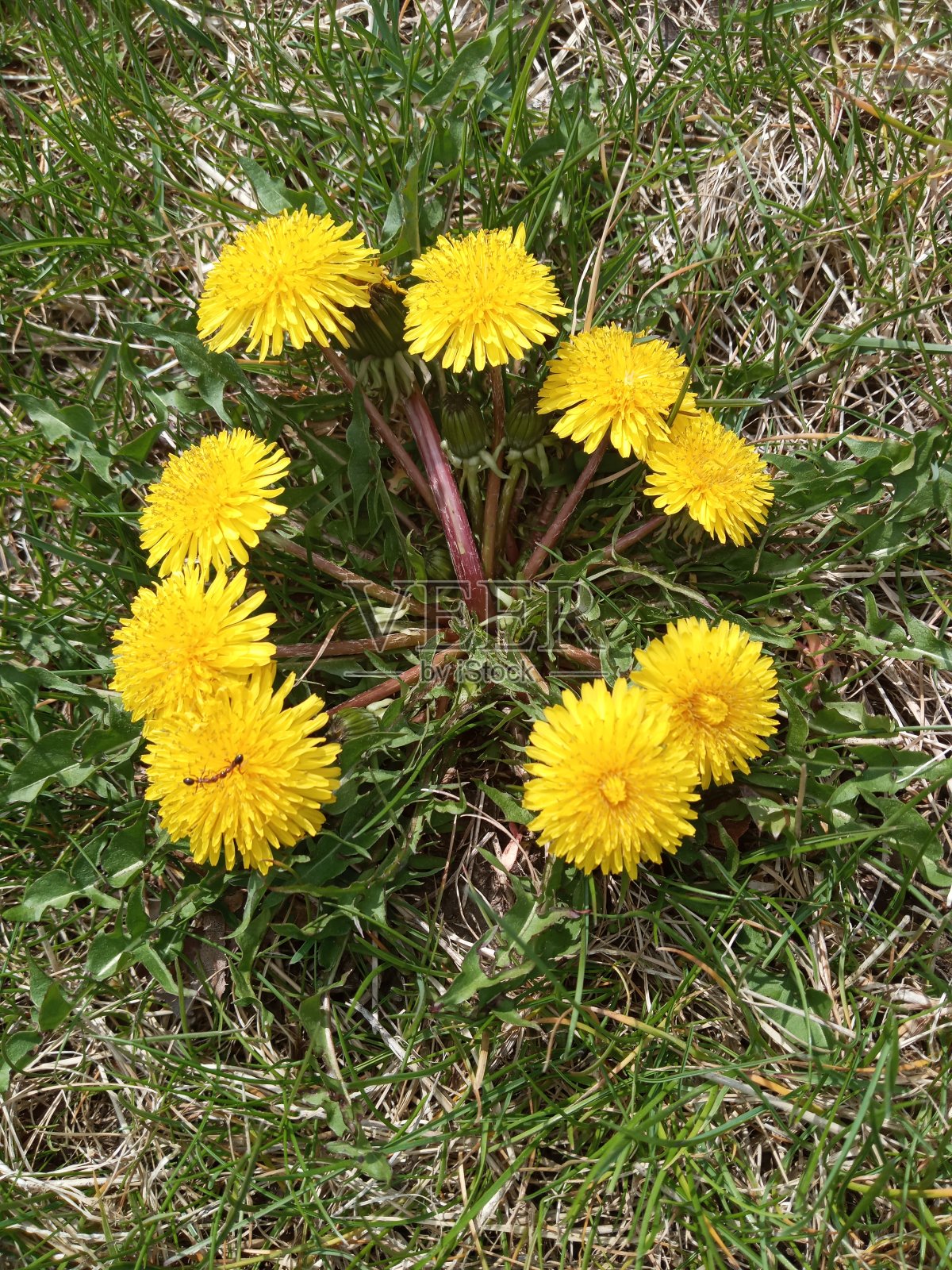 草丛中的蒲公英照片摄影图片