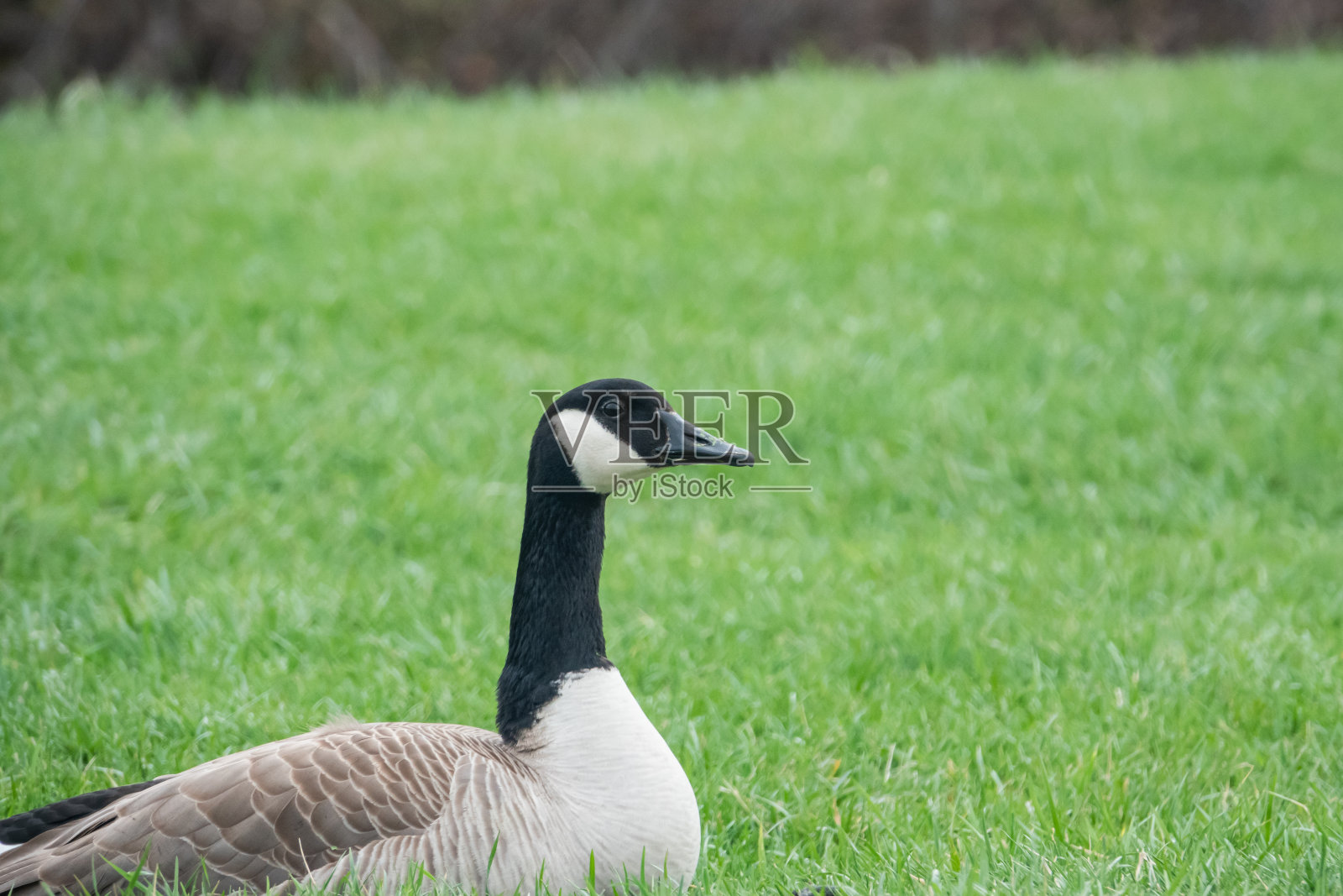 春天的加拿大鹅照片摄影图片