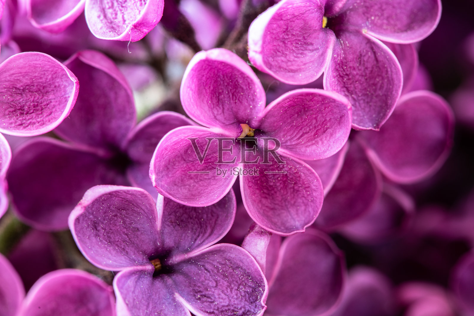 一大束漂亮的紫丁香。照片摄影图片
