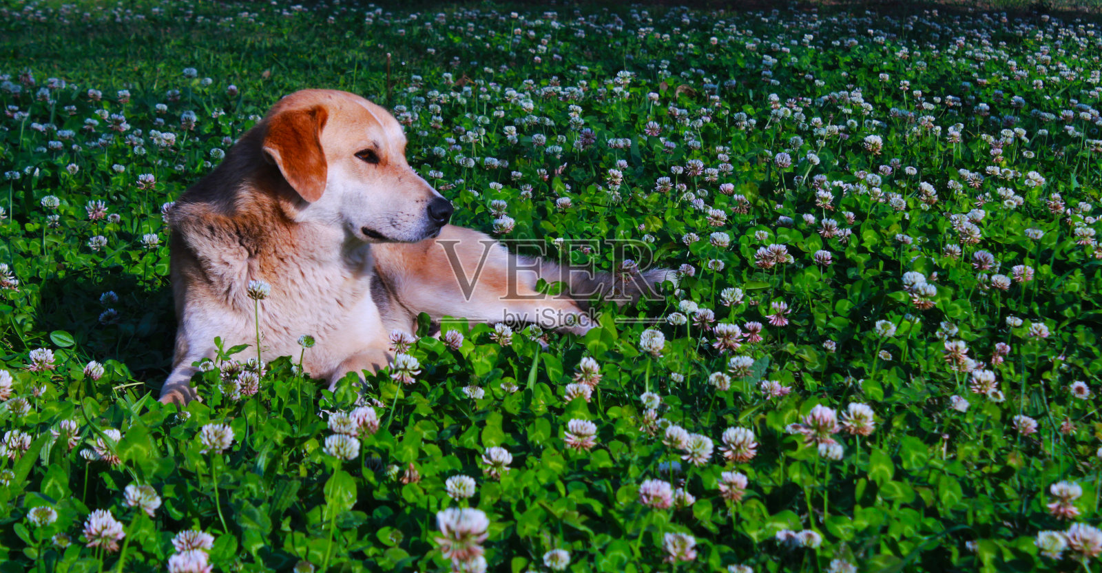 花和狗看森林照片摄影图片