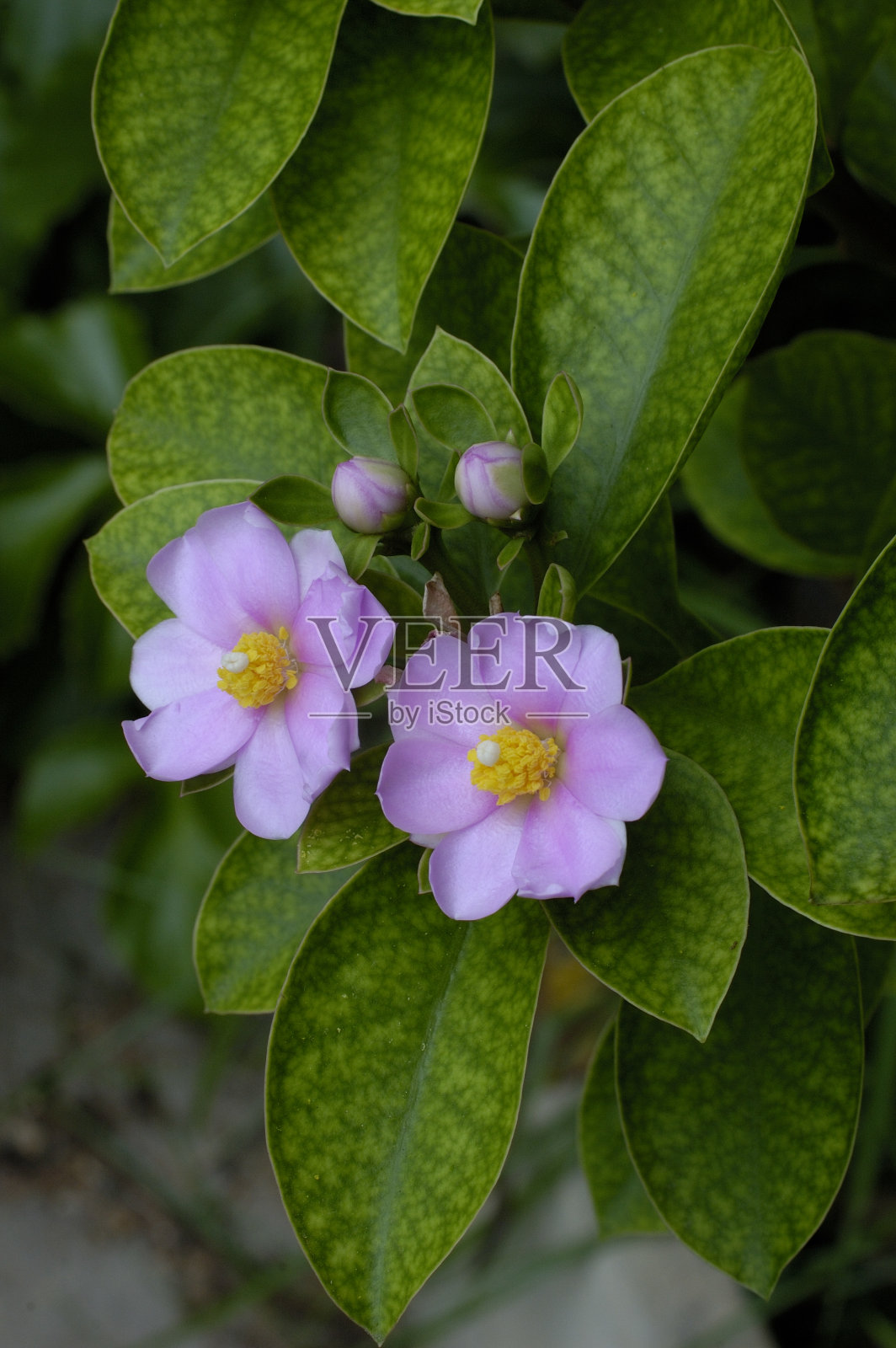 仙人掌照片摄影图片