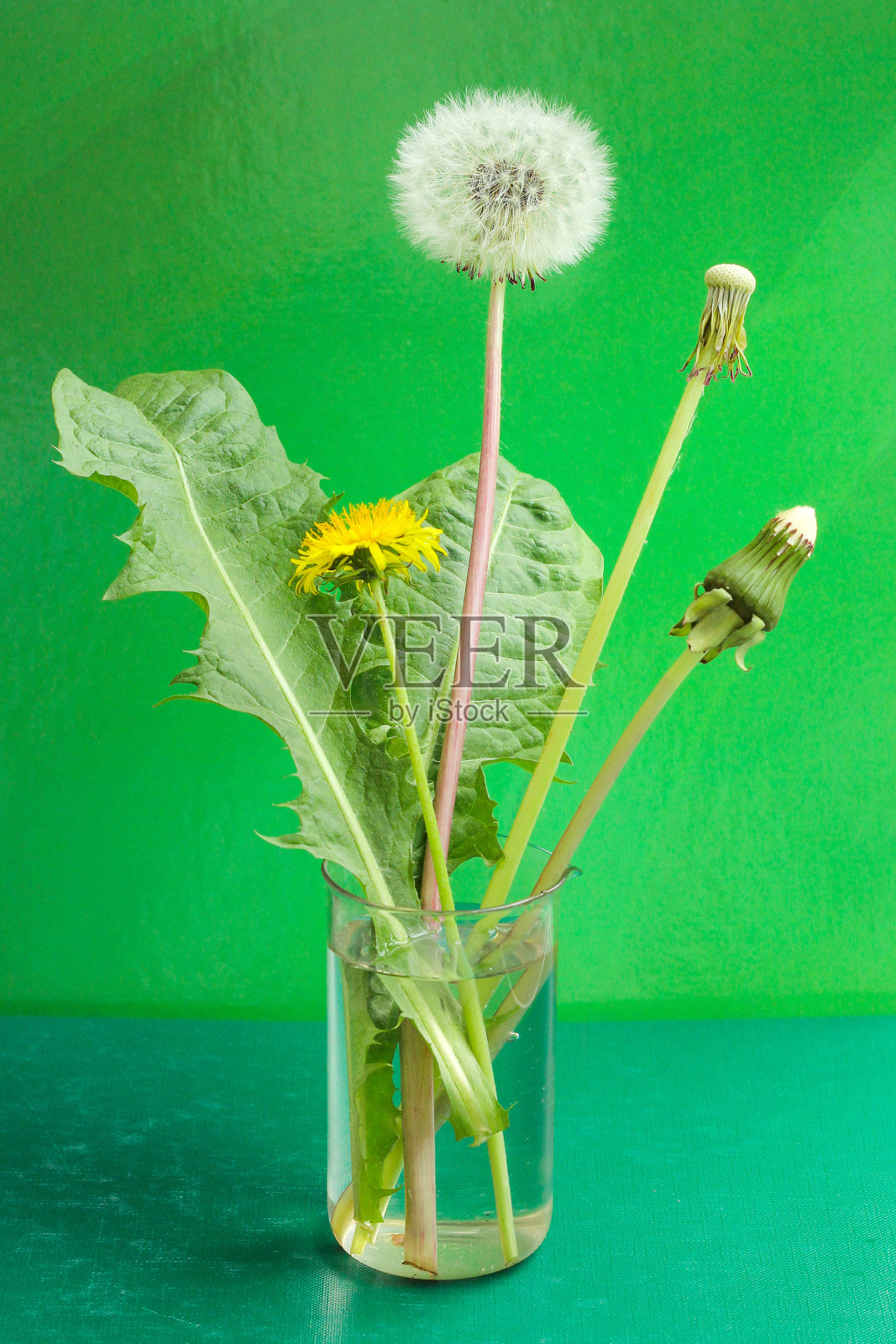 蒲公英的转变阶段照片摄影图片