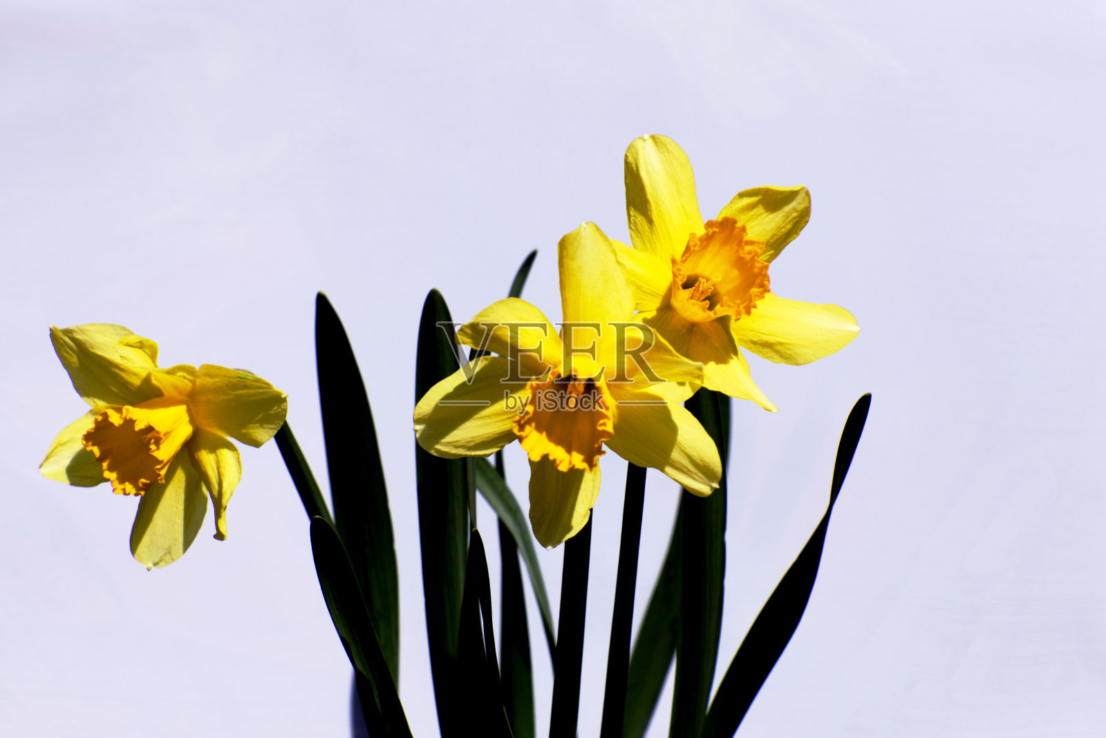 黄色的水仙花花在一个明亮的紫色背景-春天的花生长在复活节季节在一个明亮的背景照片摄影图片