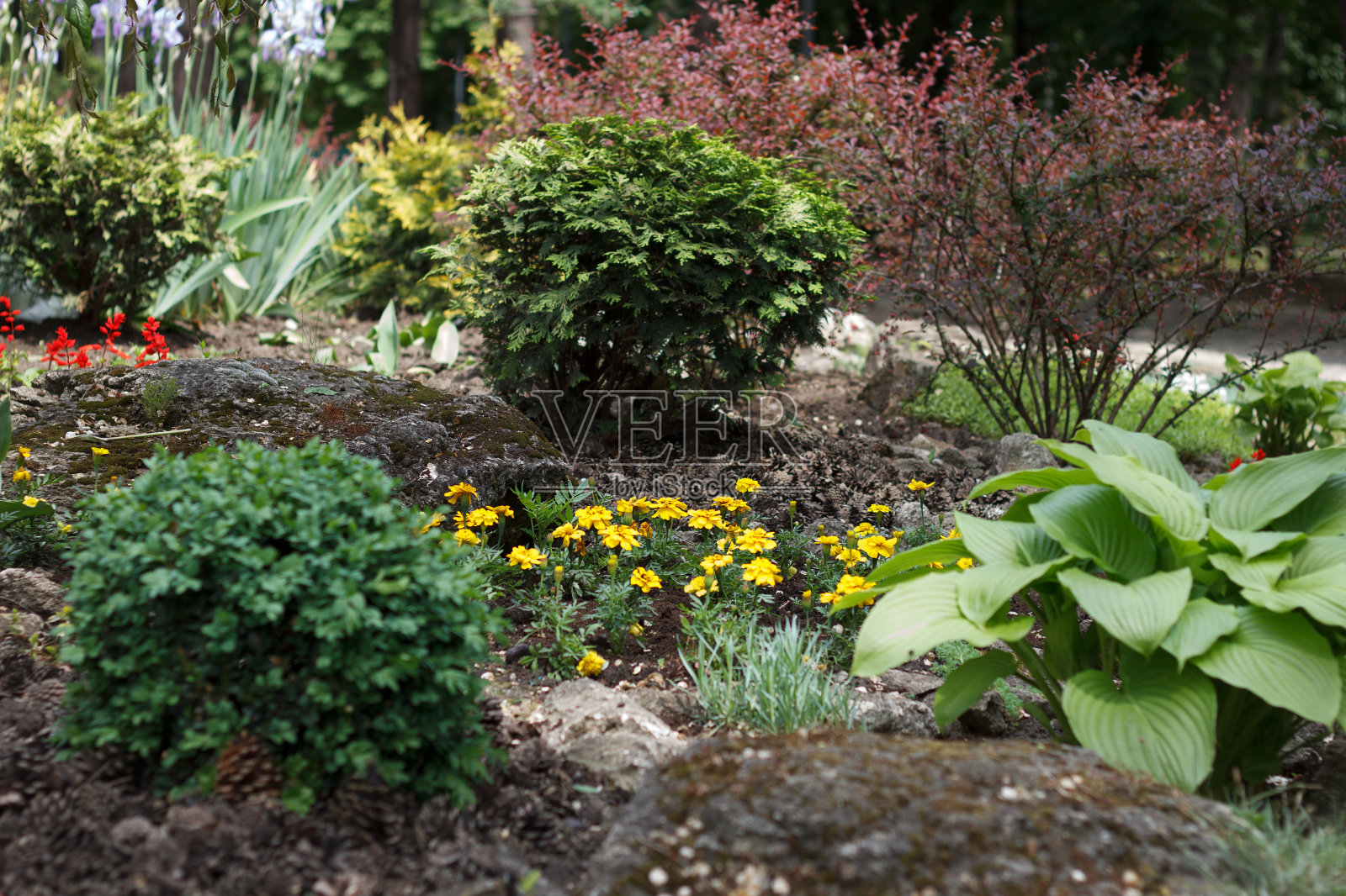春季花园，种植各种植物和花卉照片摄影图片