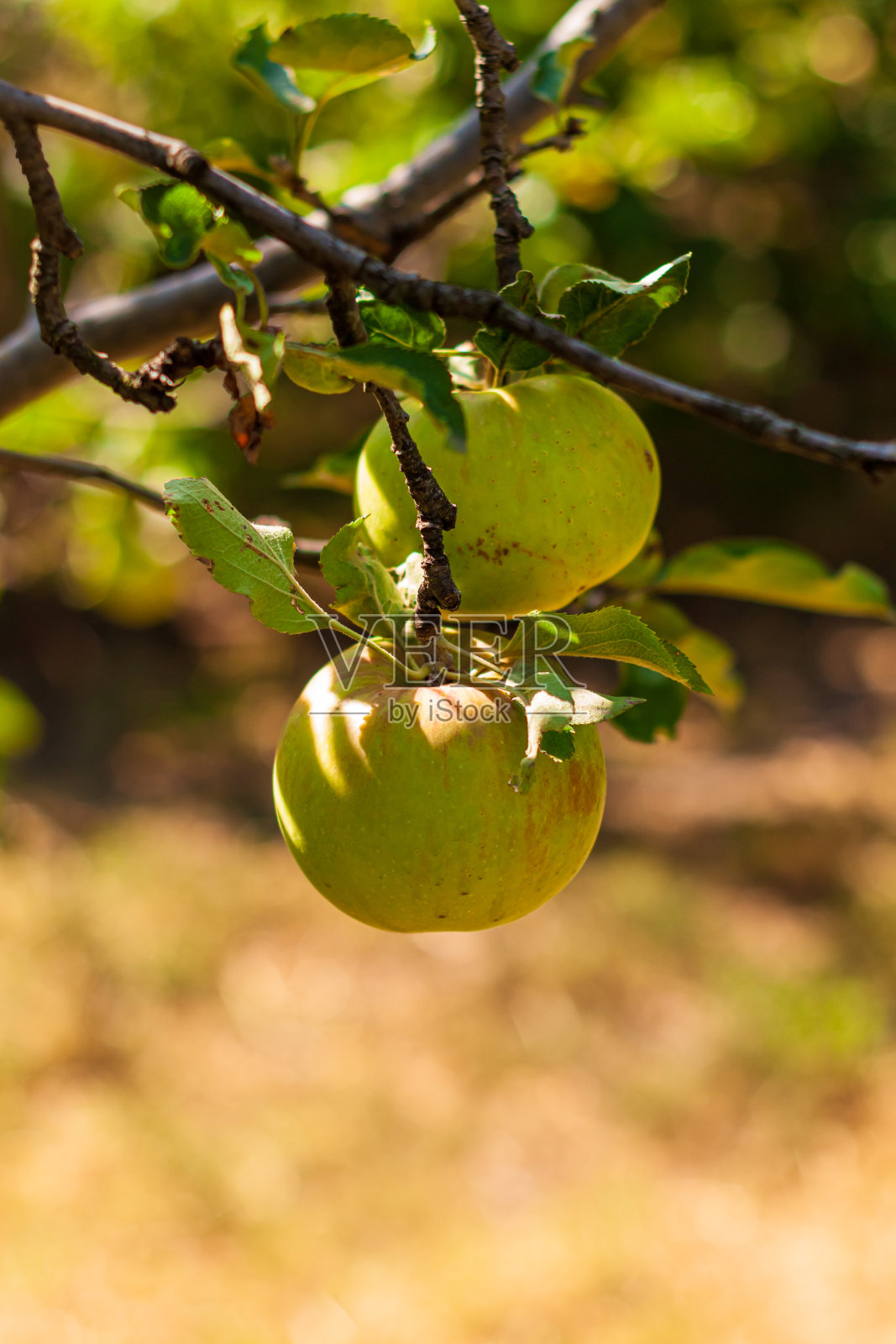 阳光下一棵长着青苹果的苹果树。新鲜的黄色苹果在五颜六色的阳光下生长在花园里的树枝上。吃健康的水果，收获的概念，生的纯素食本地食品。照片摄影图片