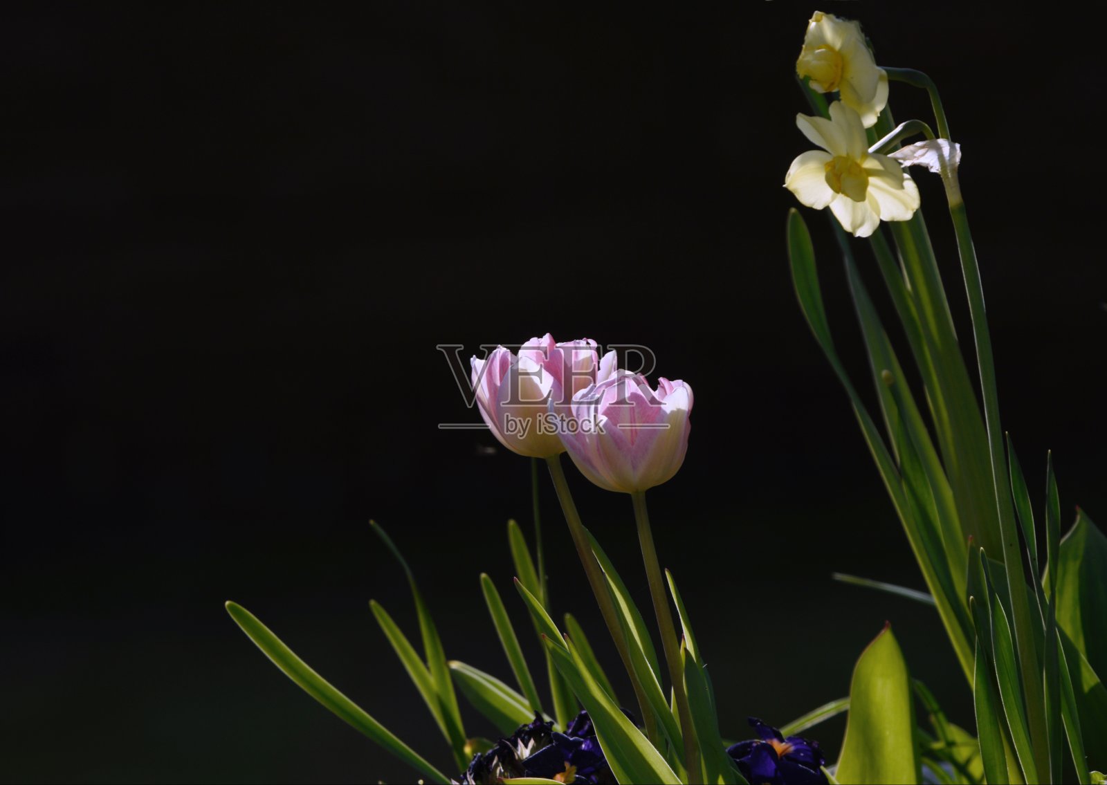 花园照片摄影图片