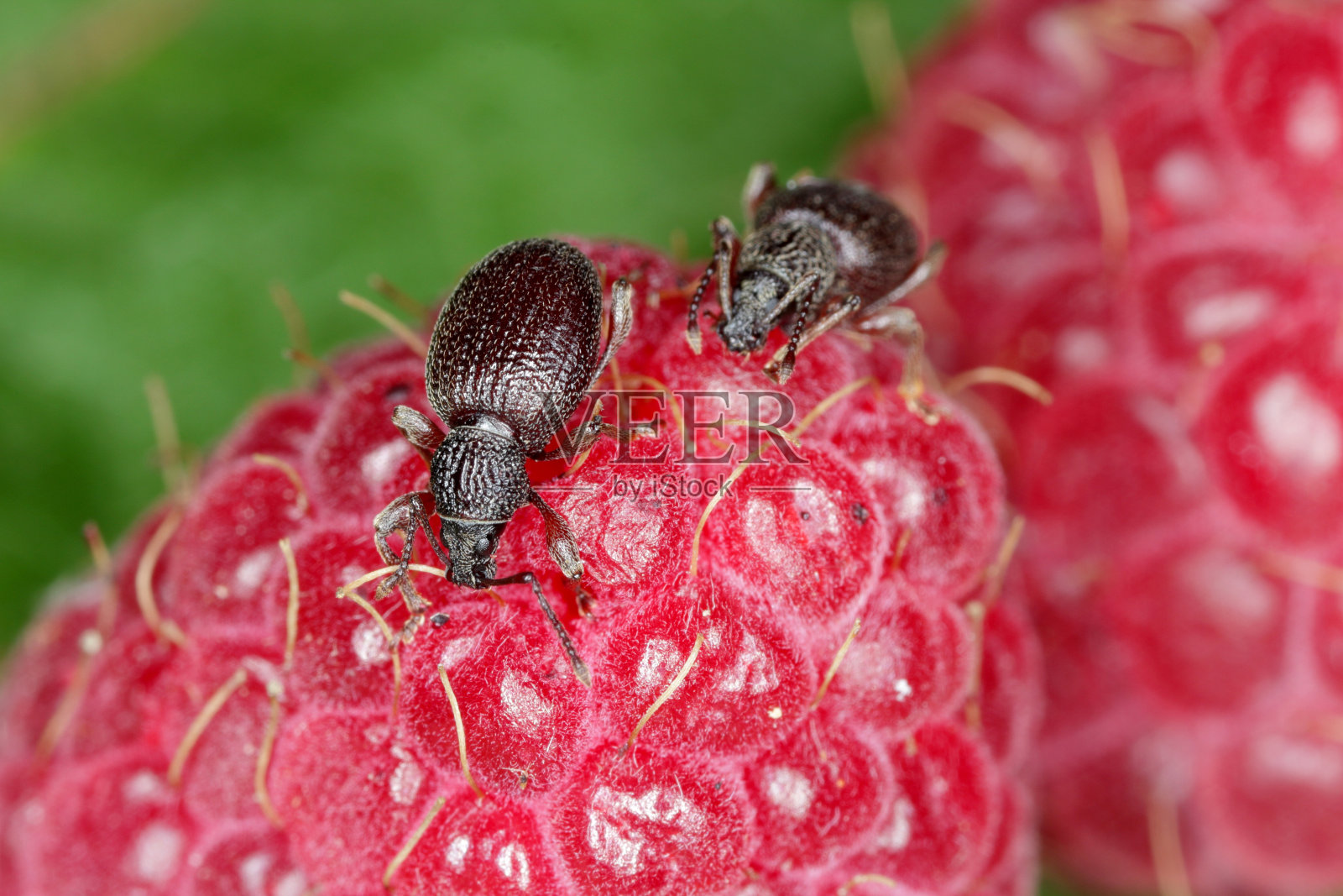 草莓根象鼻虫- Otiorhynchus ovatus(拉丁名)在覆盆子果实中。它是蛾科象鼻虫的一种，是许多软果实中常见而严重的害虫。照片摄影图片
