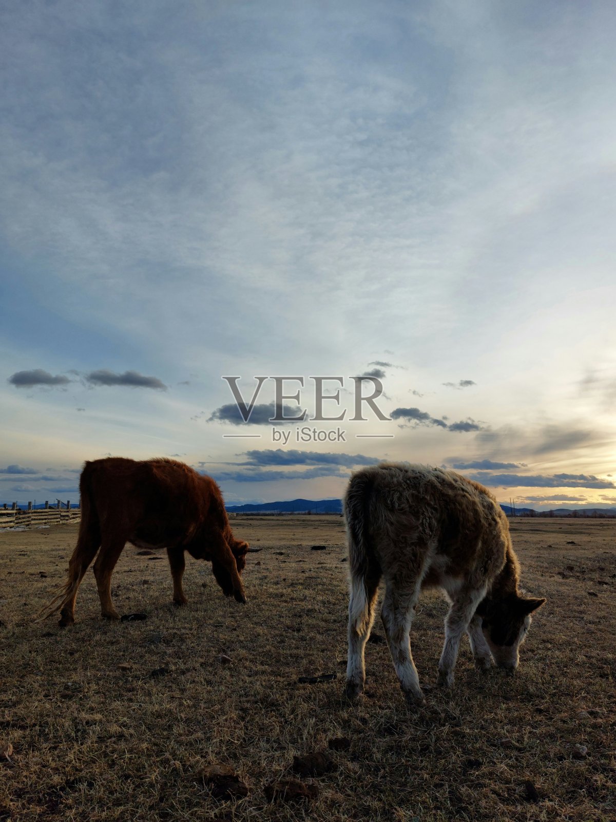 一群奶牛在春日的草地上吃草照片摄影图片