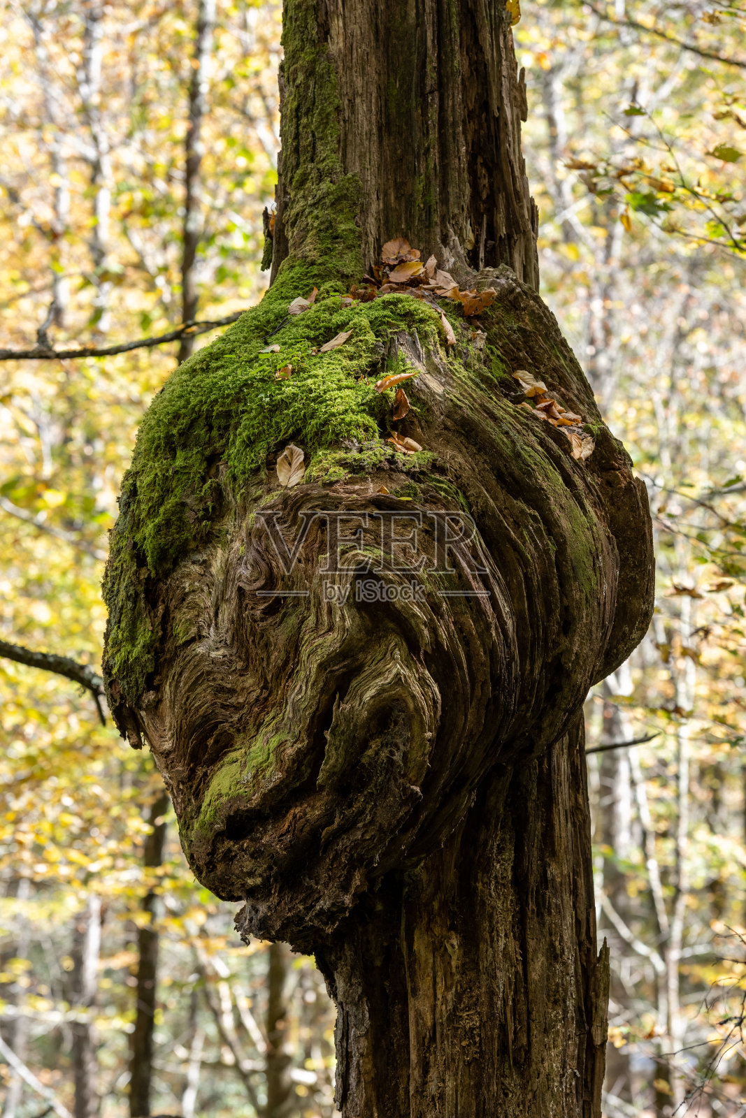 大苔藓覆盖的树瘤在秋天照片摄影图片