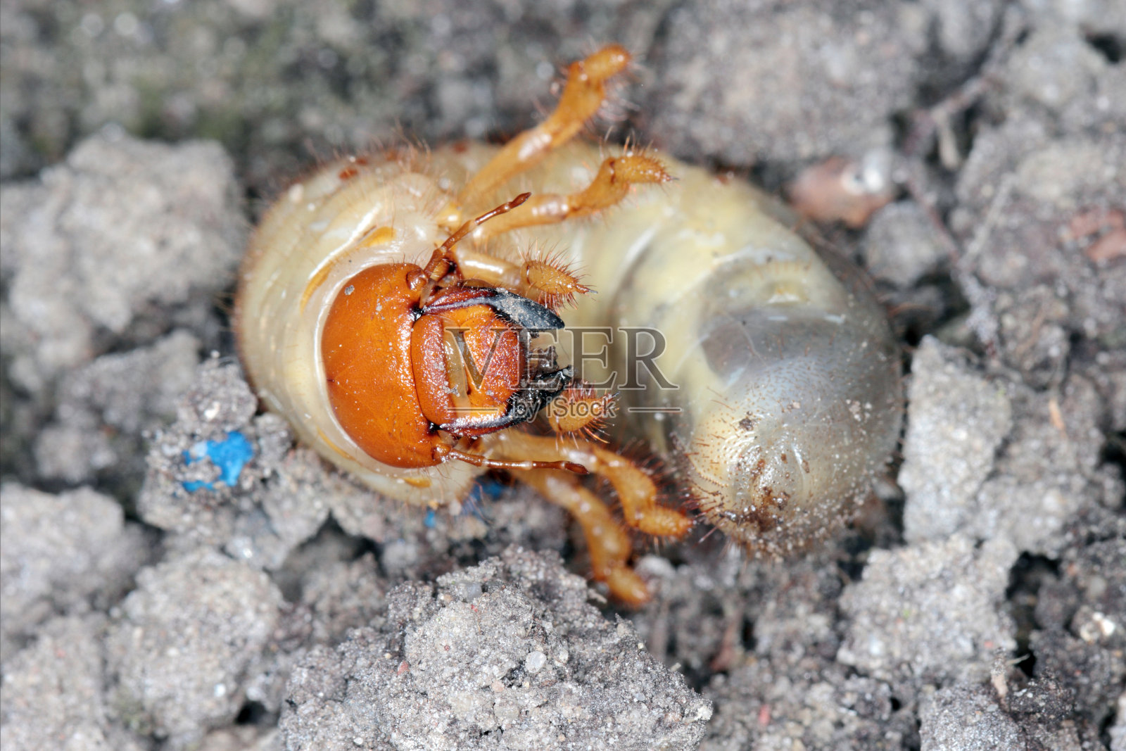 金龟子5月甲虫的幼虫普通金龟子或5月甲虫(金龟子5月甲虫)蛴螬是植物的重要害虫。照片摄影图片