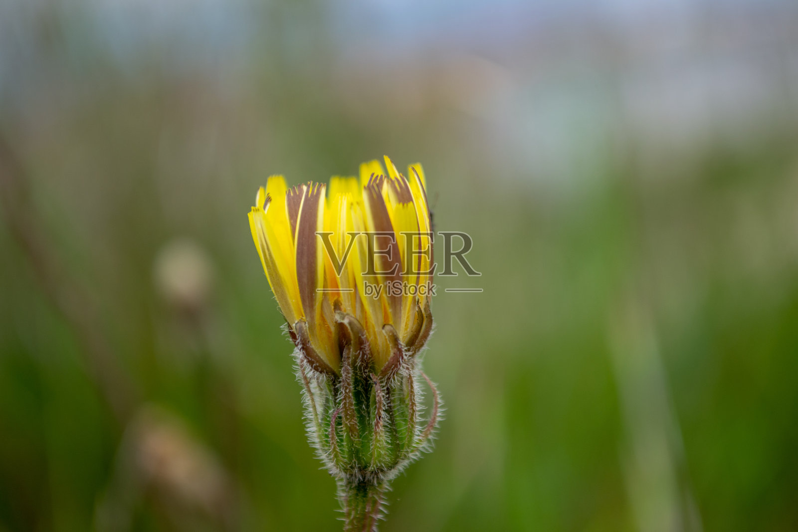 黄色的花照片摄影图片