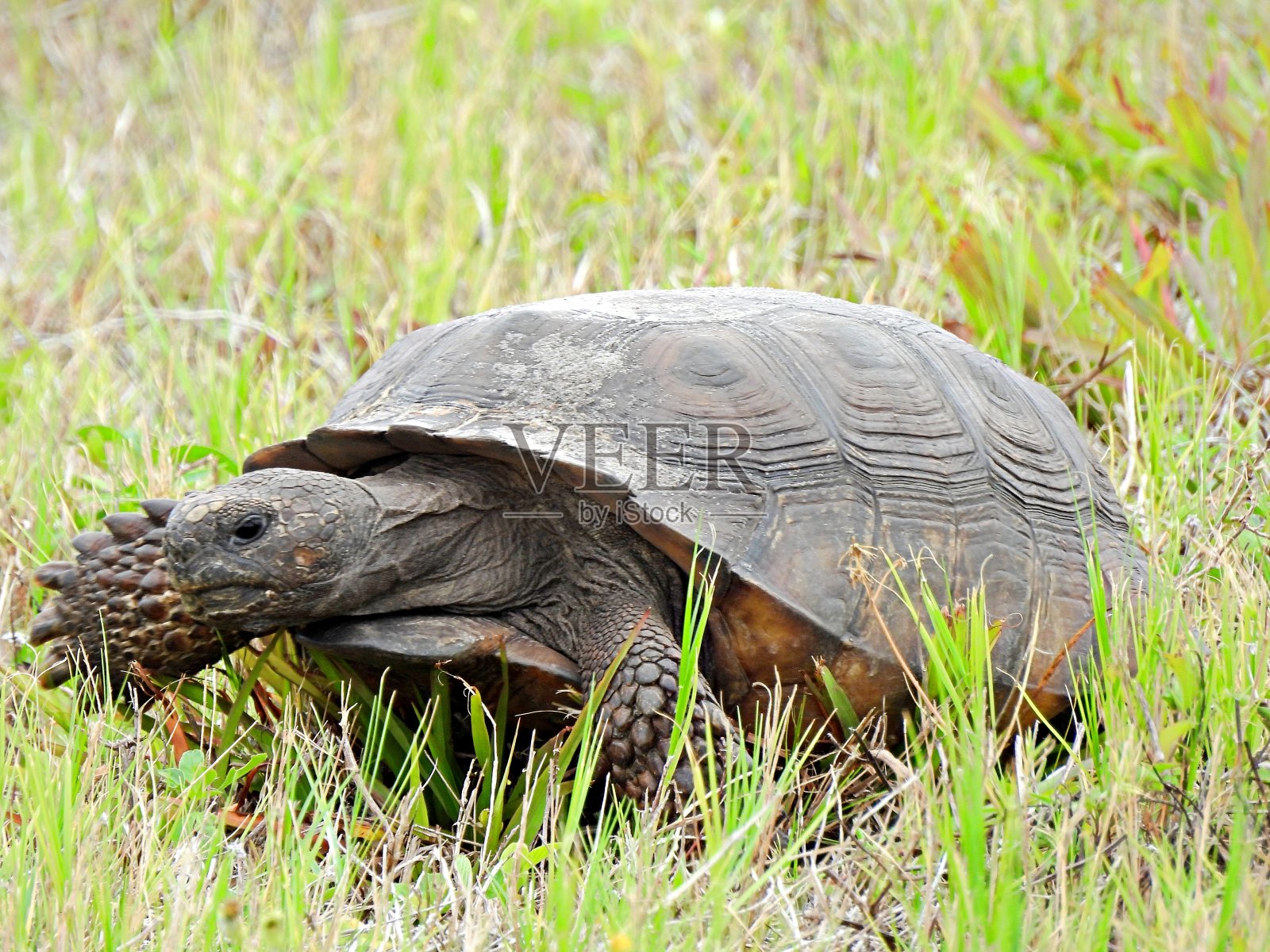 地鼠龟(地鼠)在草地上行走照片摄影图片