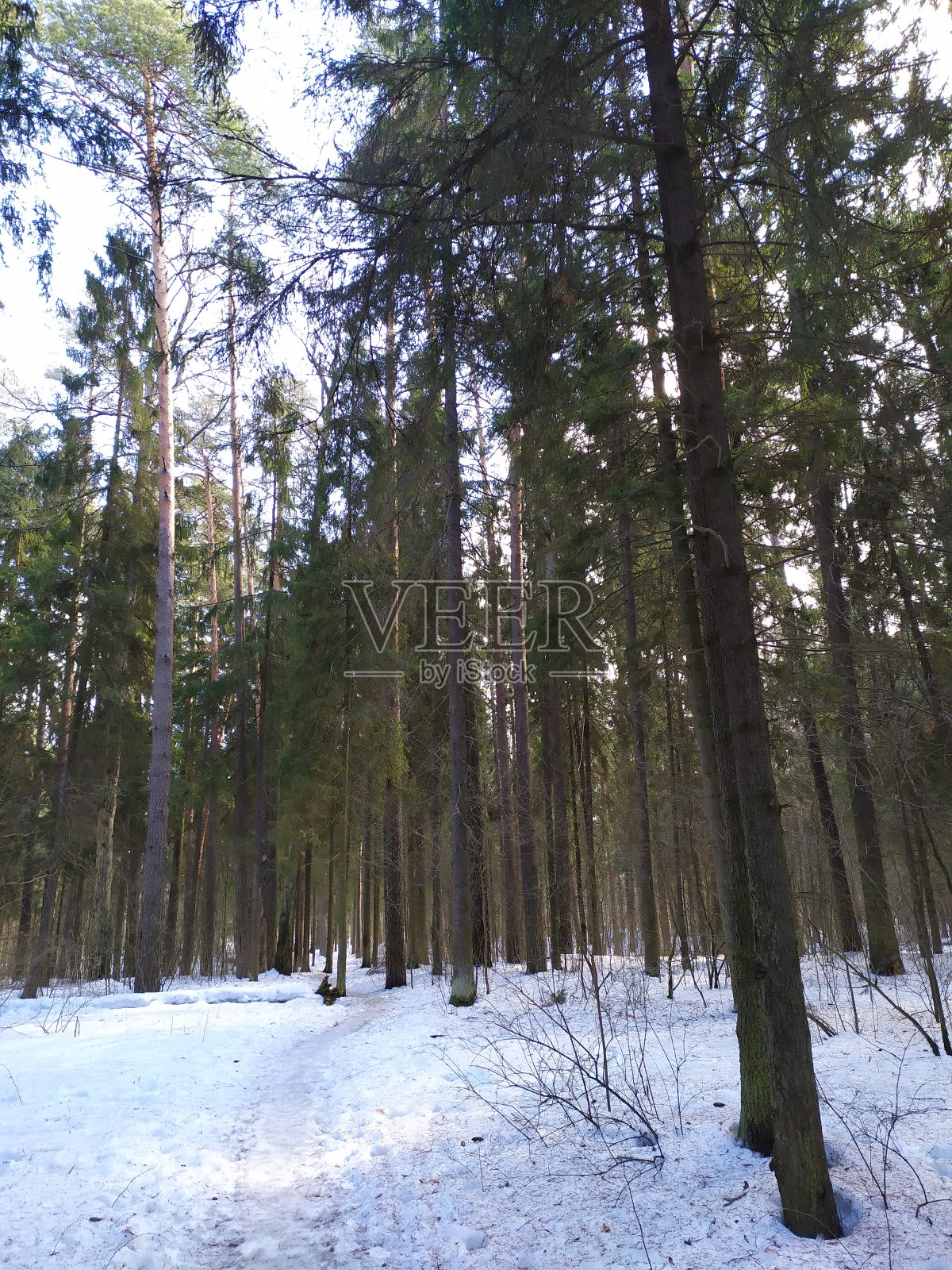 冬天的森林与融化的春天的雪在明亮的阳光照耀照片摄影图片