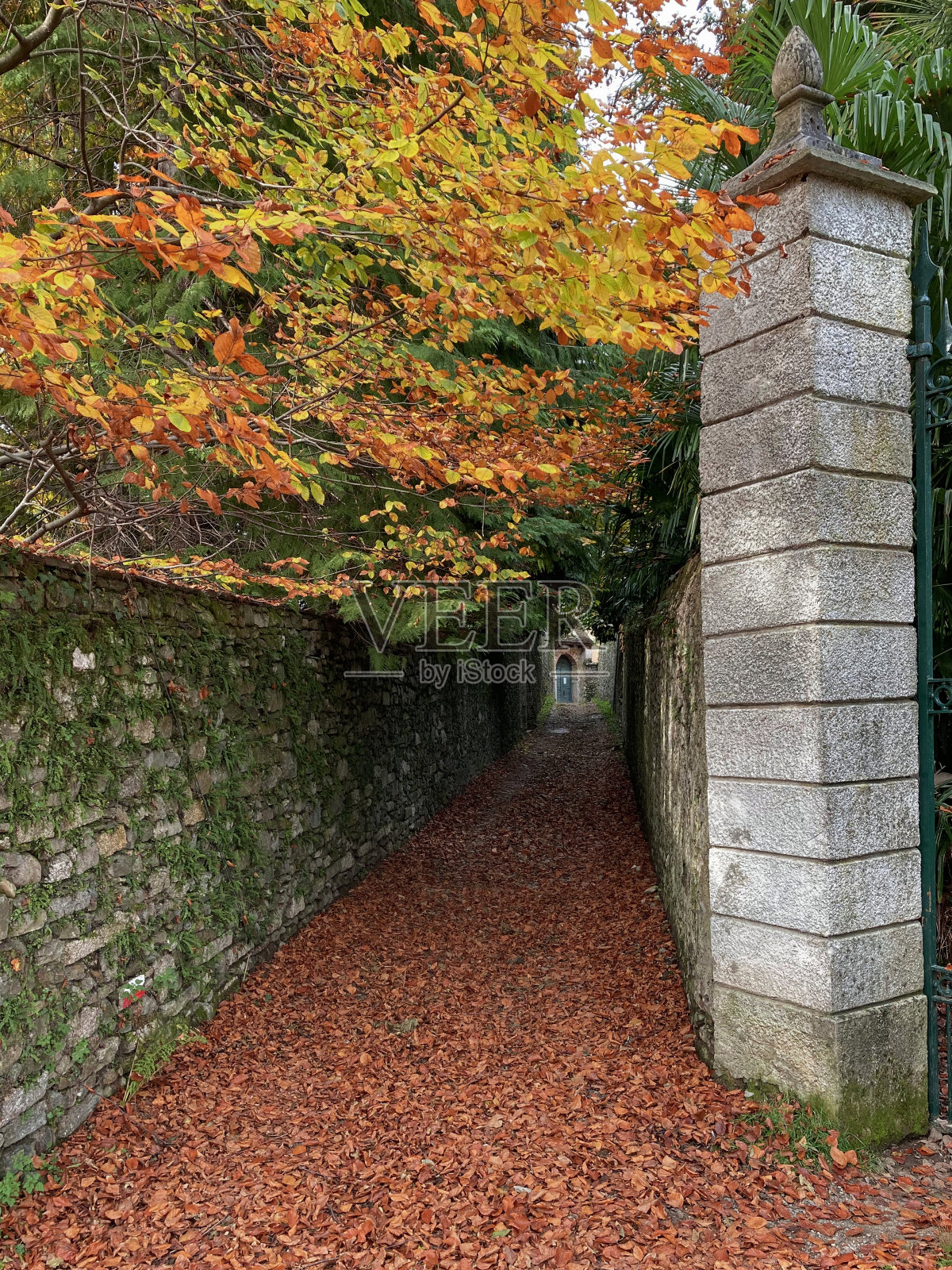 秋天的叶子是红色和黄色的照片摄影图片