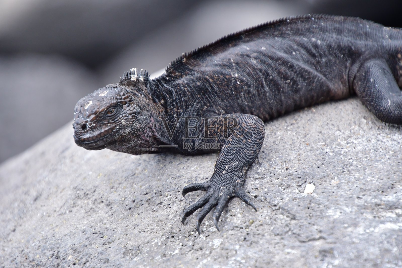海鬣蜥照片摄影图片