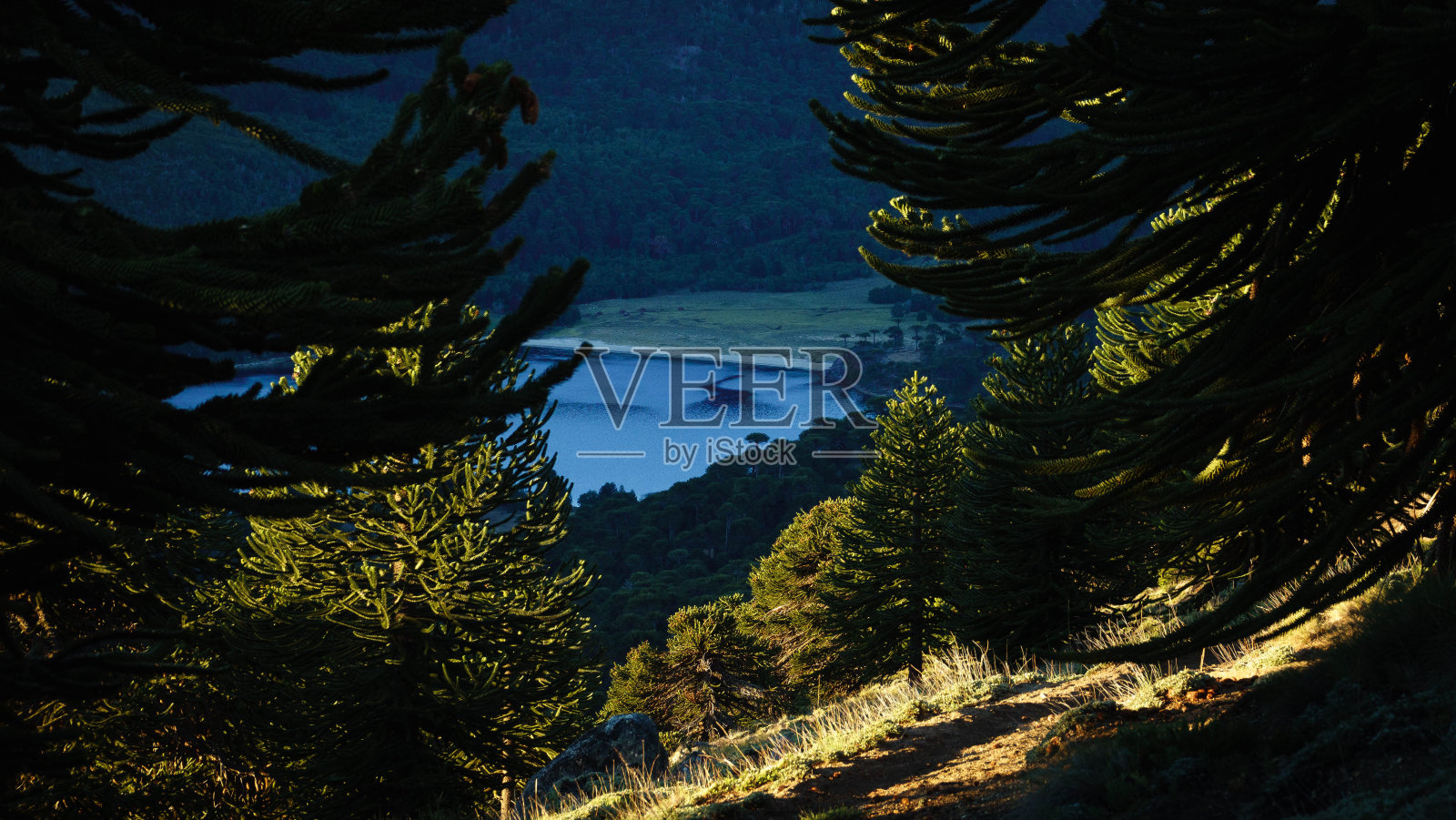 充满树木的阿劳坎森林照片摄影图片