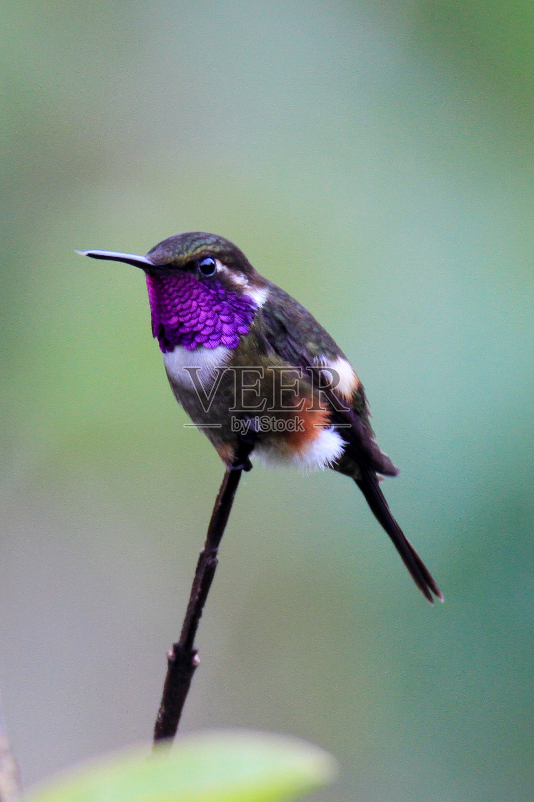 紫喉蜂鸟栖息在枝上照片摄影图片