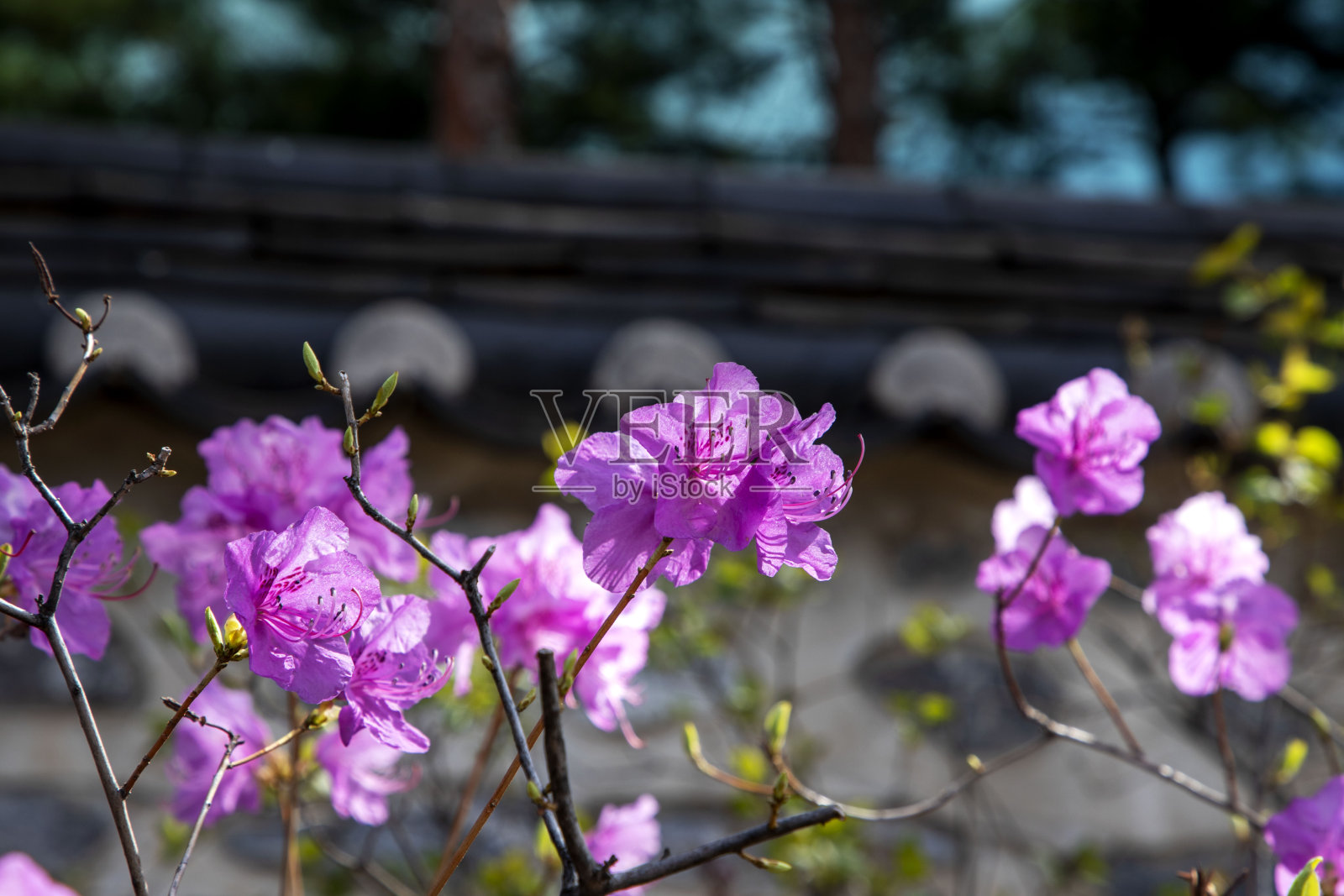 首尔南山韩屋村的春天照片摄影图片
