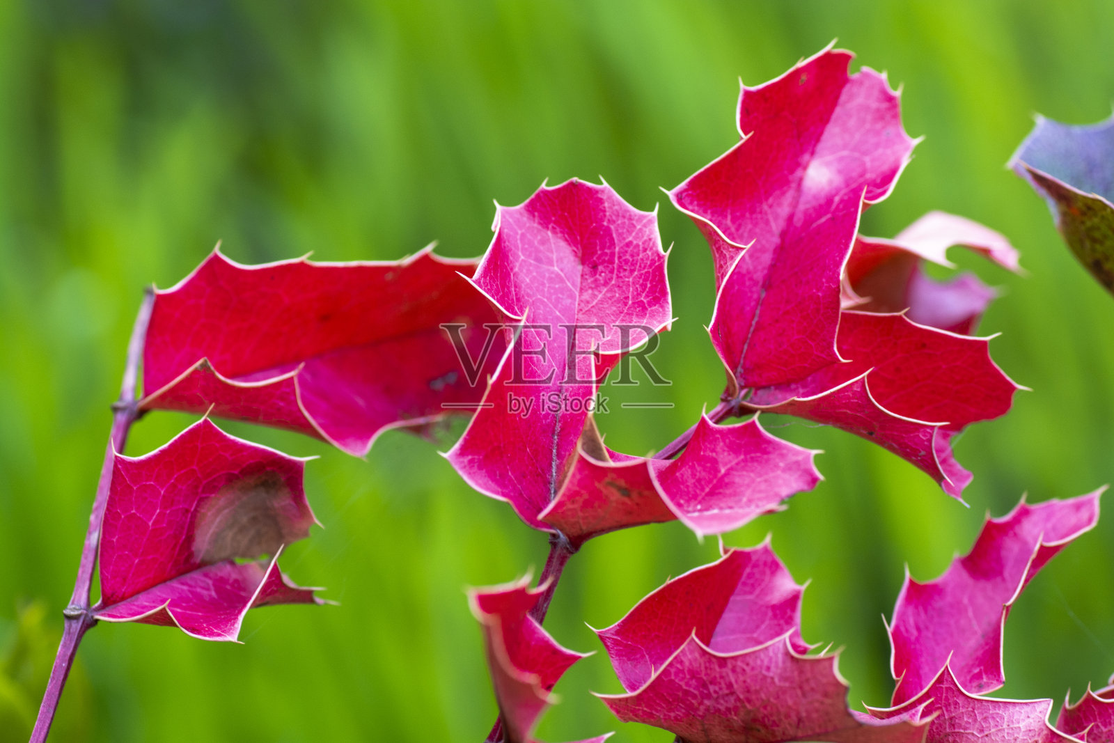 冬青红色多刺的叶子。冬青或欧洲冬青叶子。照片摄影图片