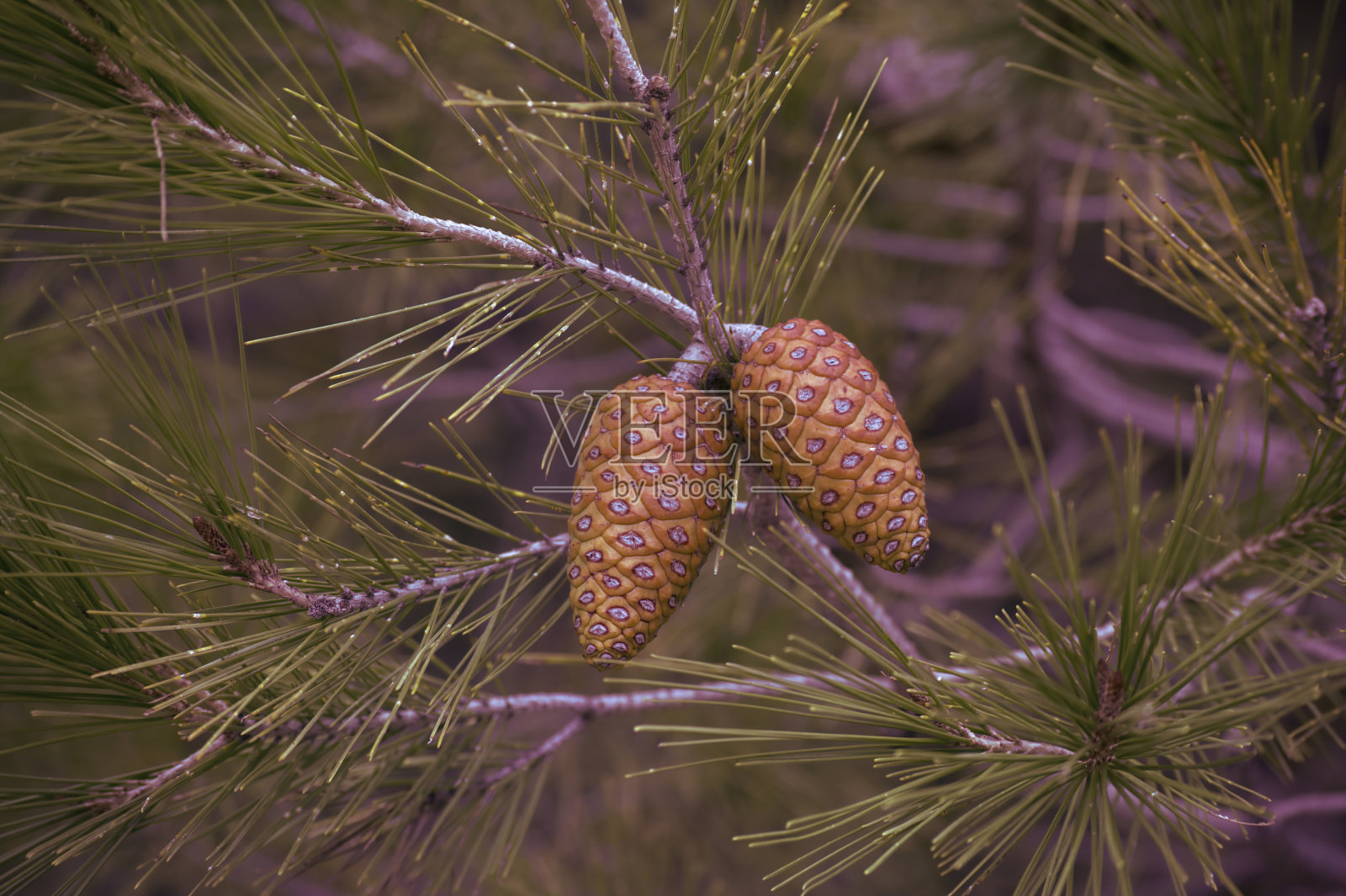 松果靠近树枝照片摄影图片