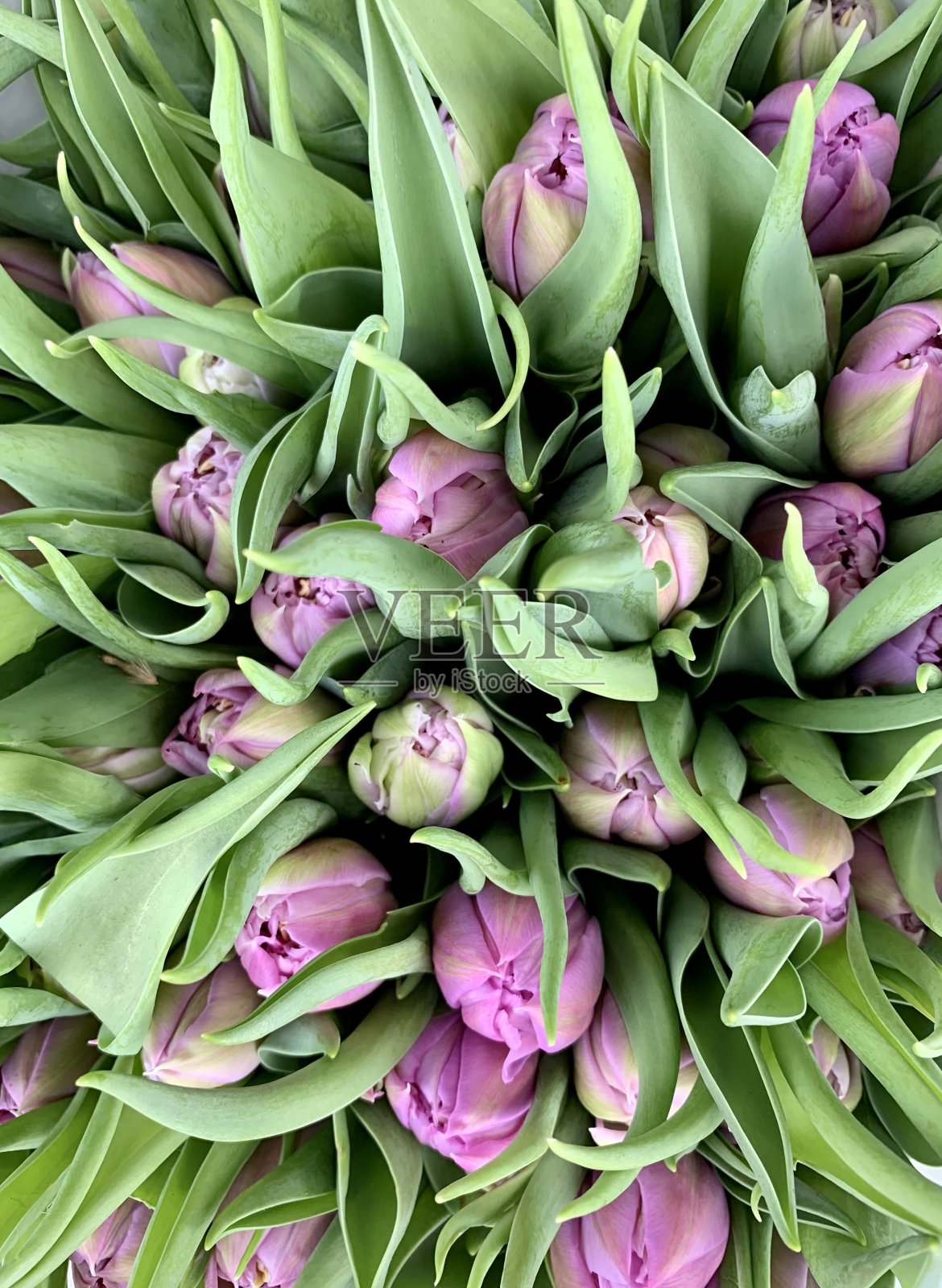 一束丁香郁金香照片摄影图片