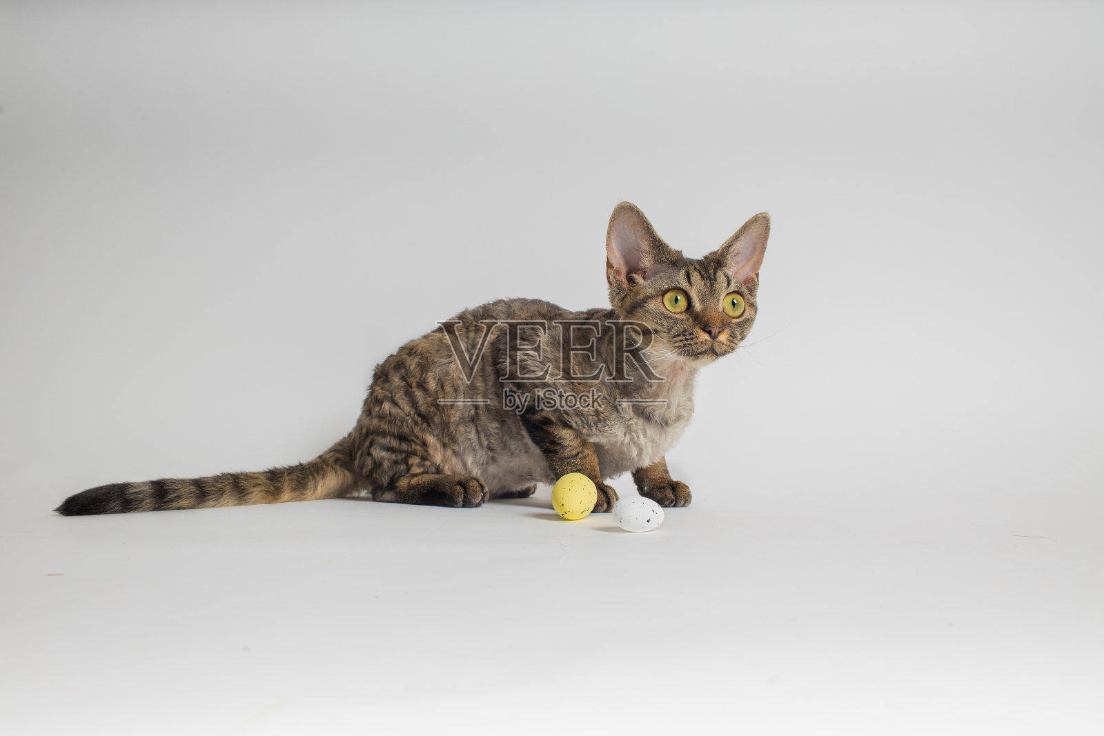 德文郡雷克斯猫的肖像在白色的背景照片摄影图片