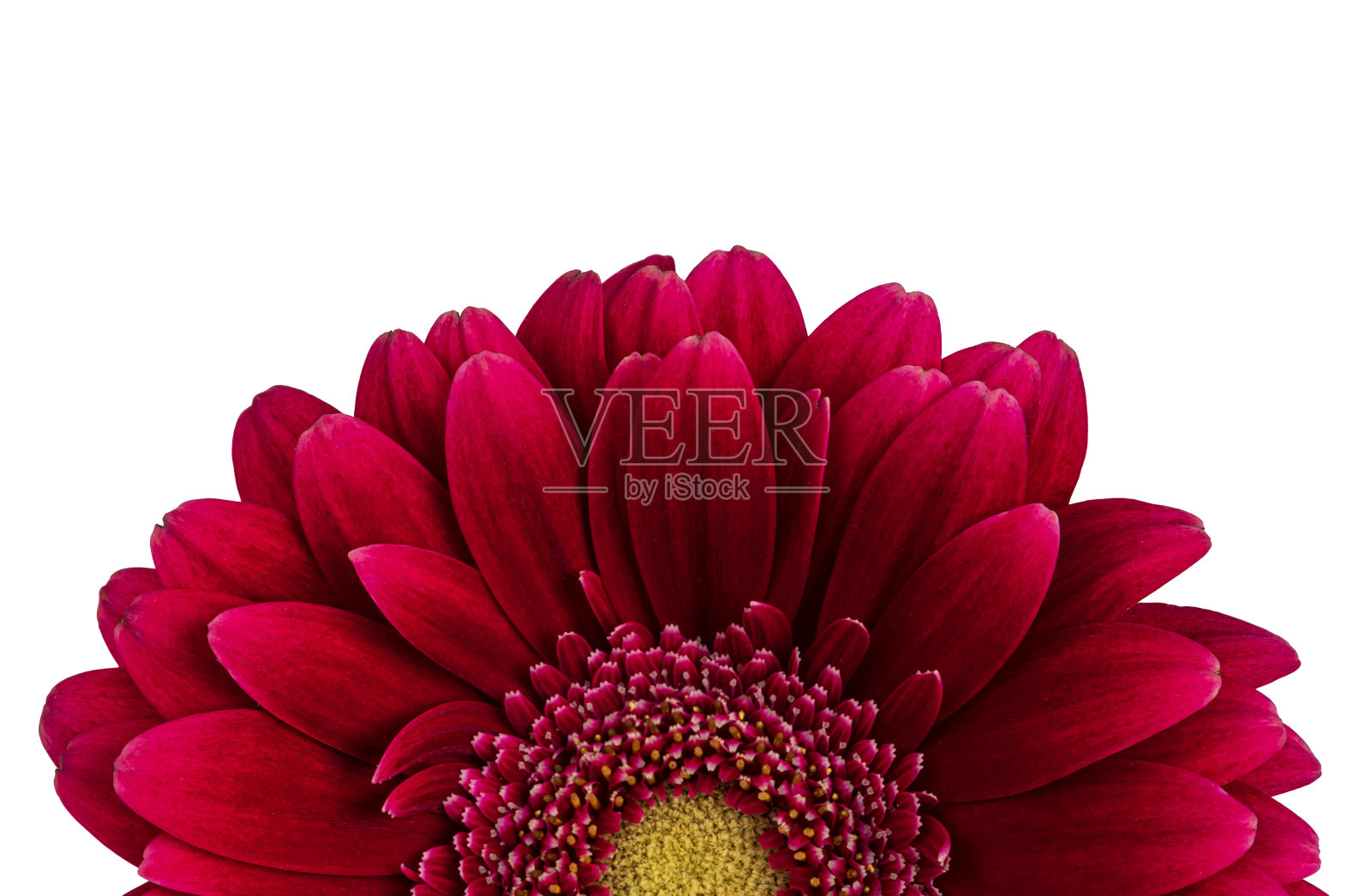 白底花照片摄影图片