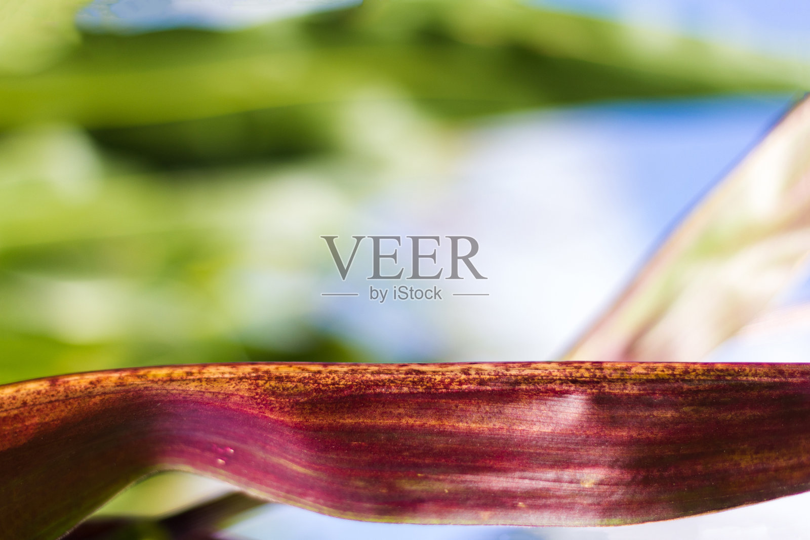 玉米黄叶特写。照片摄影图片