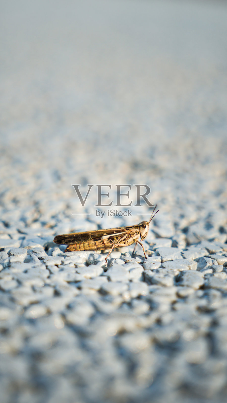 人行道上有蝗虫和蚱蜢照片摄影图片