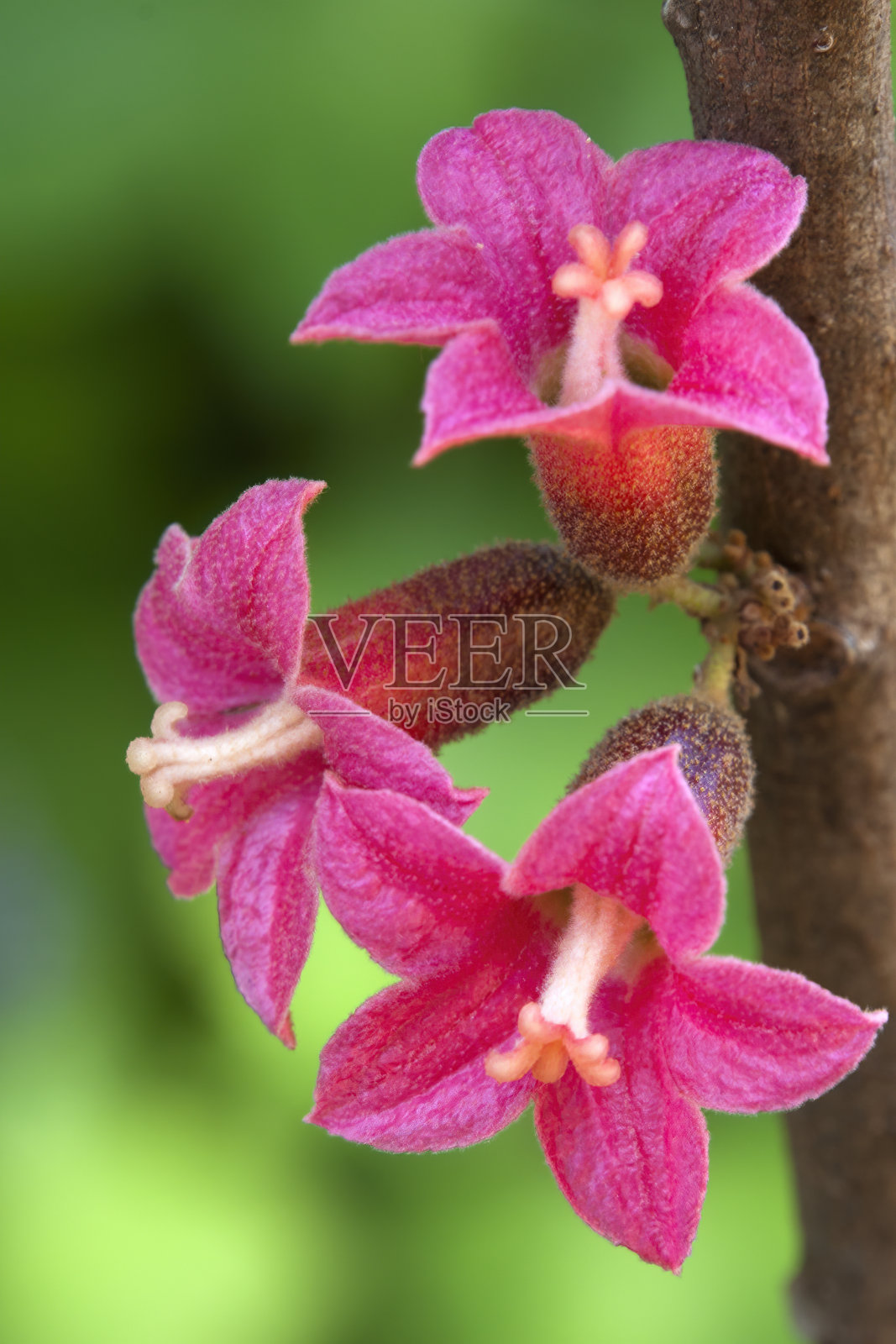 一种本地短足石的粉红色花照片摄影图片