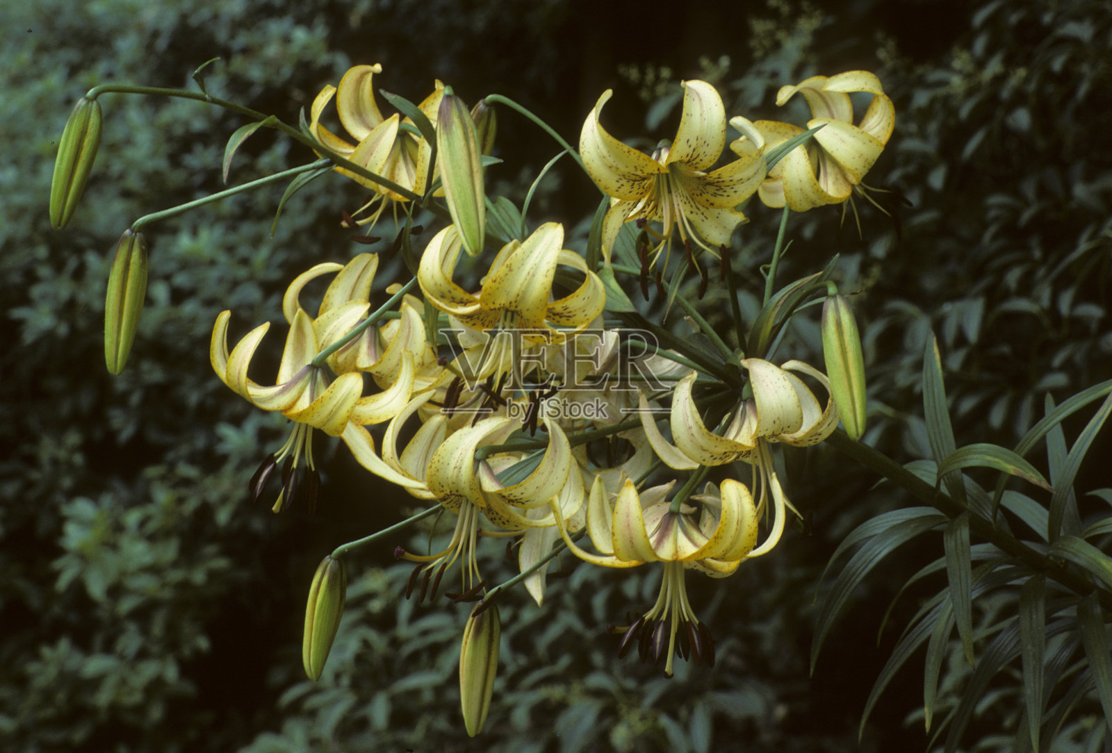 莉莉照片摄影图片