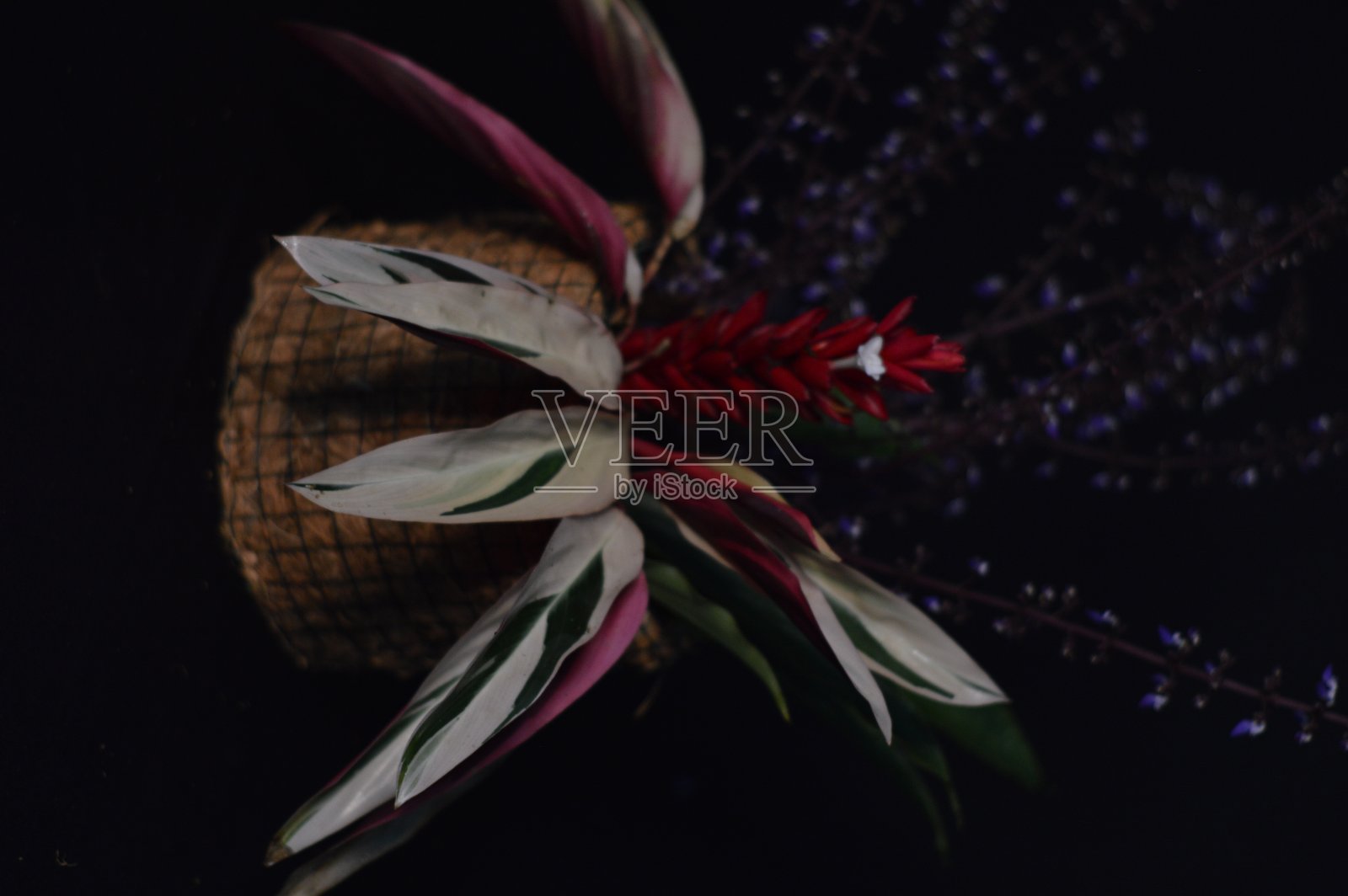 黑色背景的花朵照片摄影图片