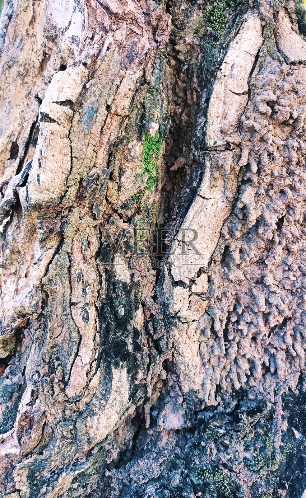 树干照片摄影图片