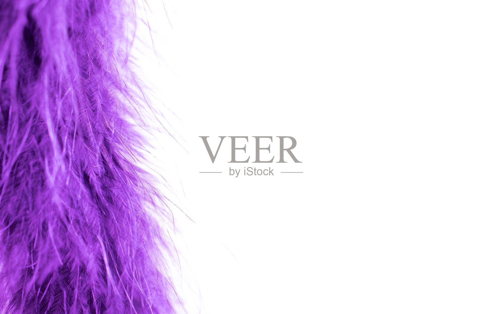 尾巴有很好的羽毛。白色背景上的紫色细羽毛。照片摄影图片