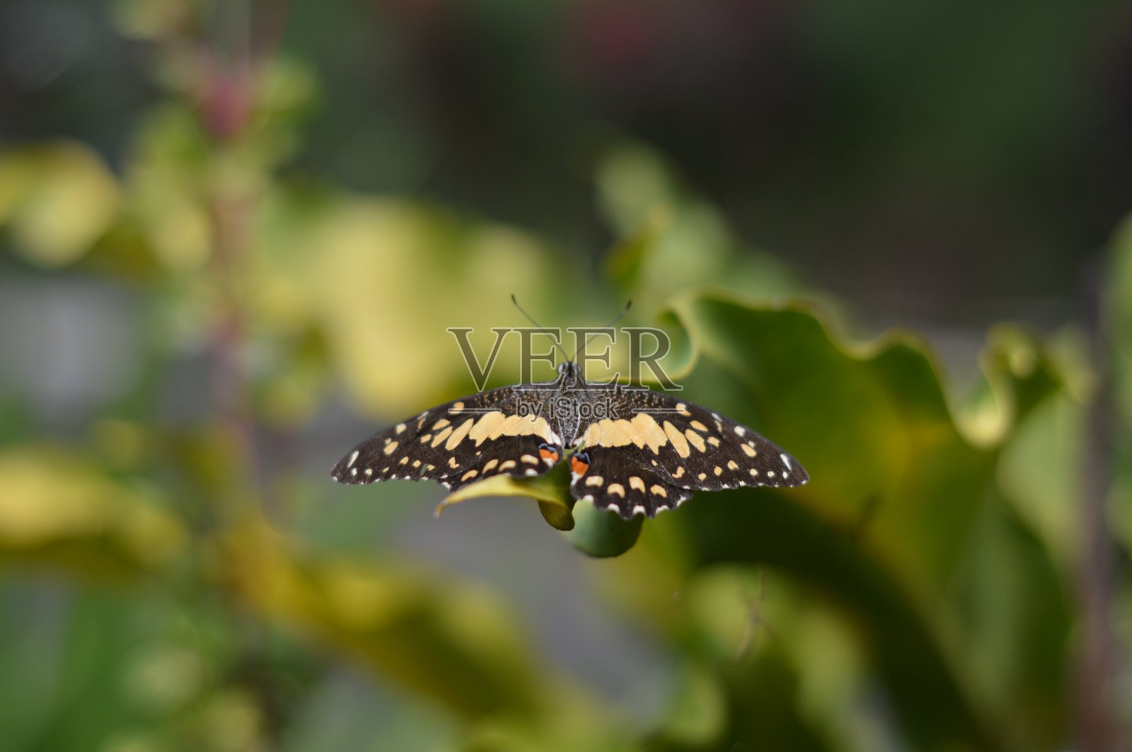 用蝴蝶动物模糊背景照片摄影图片