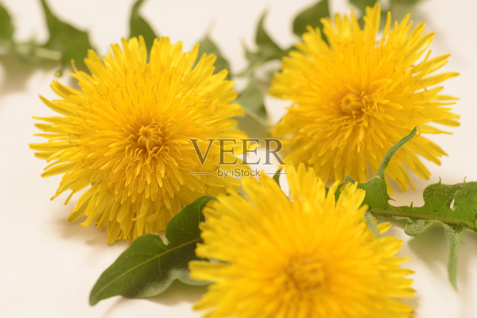 蒲公英的花照片摄影图片