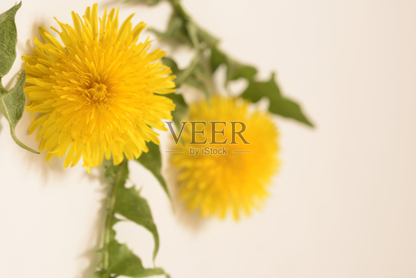 蒲公英的花照片摄影图片