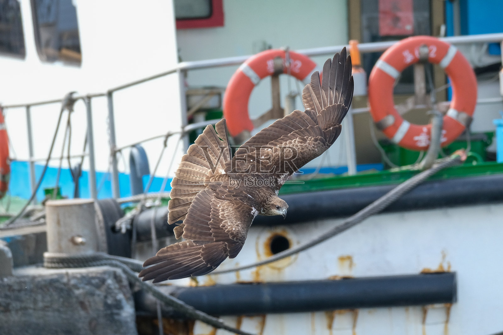黑色的风筝照片摄影图片