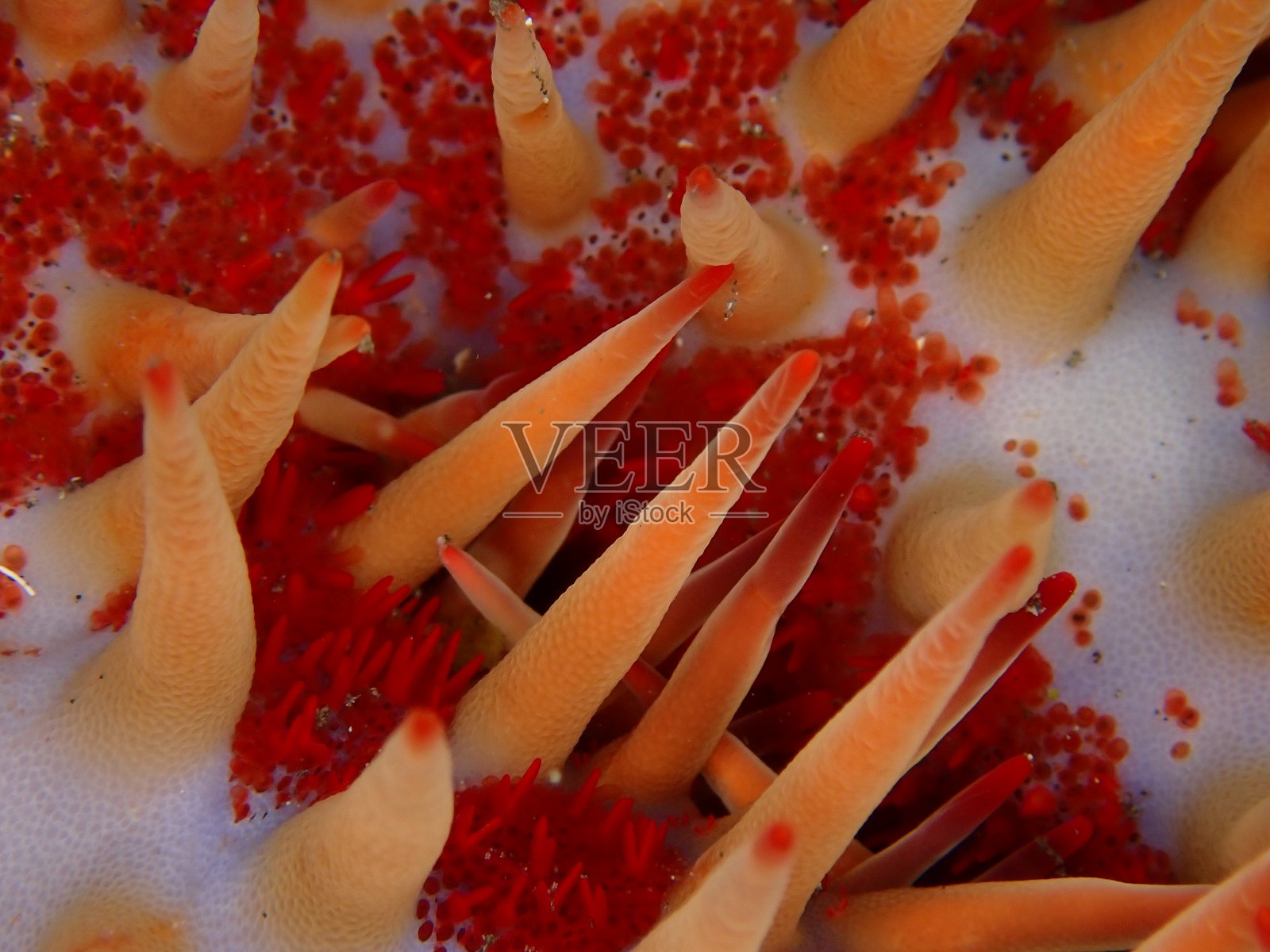 红冠刺海星近了照片摄影图片