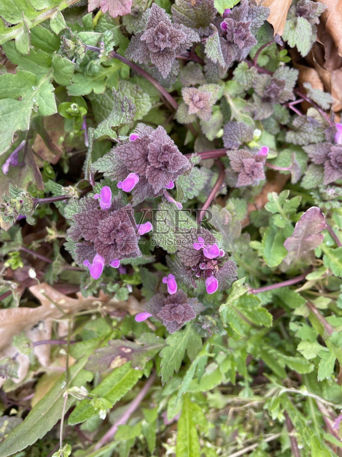 一种垂直的紫色lamium purpureum照片摄影图片
