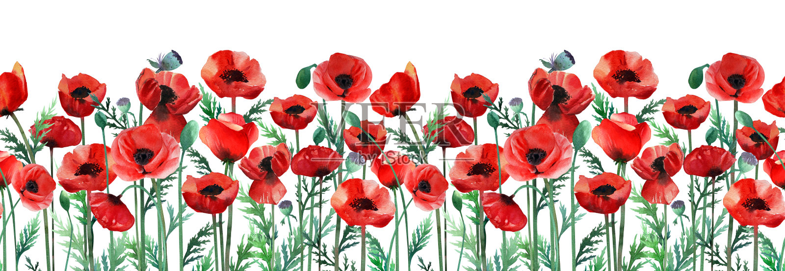 水彩边界的红色罂粟和叶子上的白色背景。插画图片素材