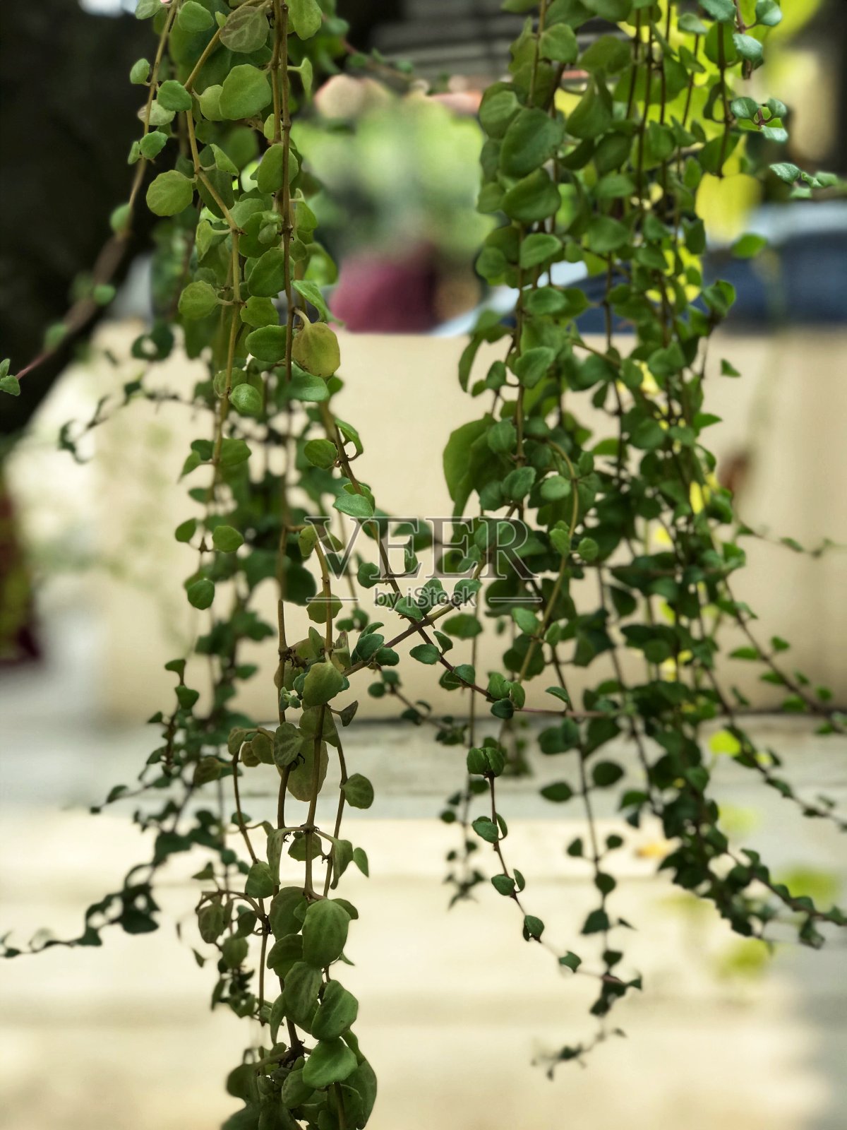 Dischidia回来照片摄影图片