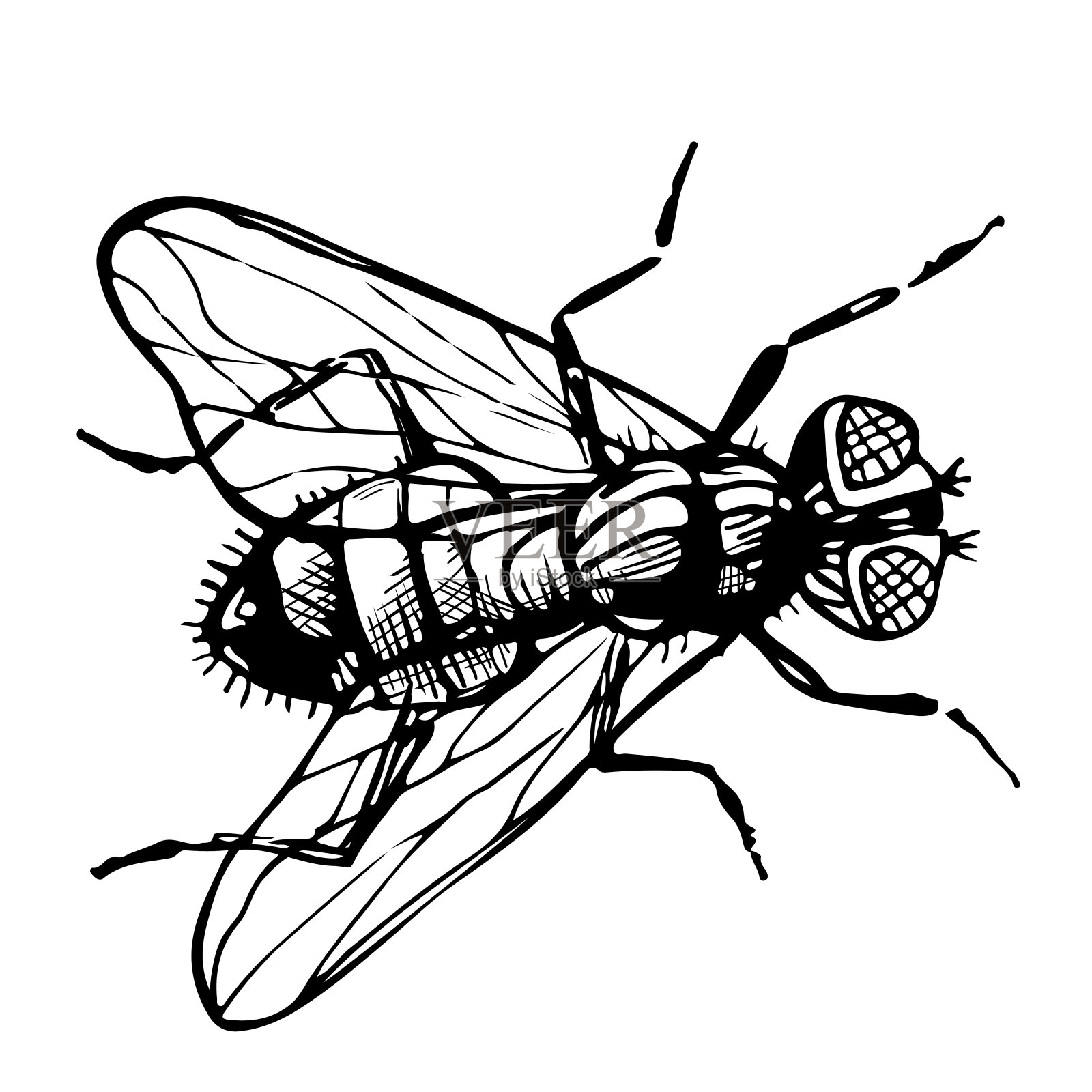 手绘苍蝇素描。在白色背景上分离的昆虫矢量图。雕刻风格的插图。插画图片素材