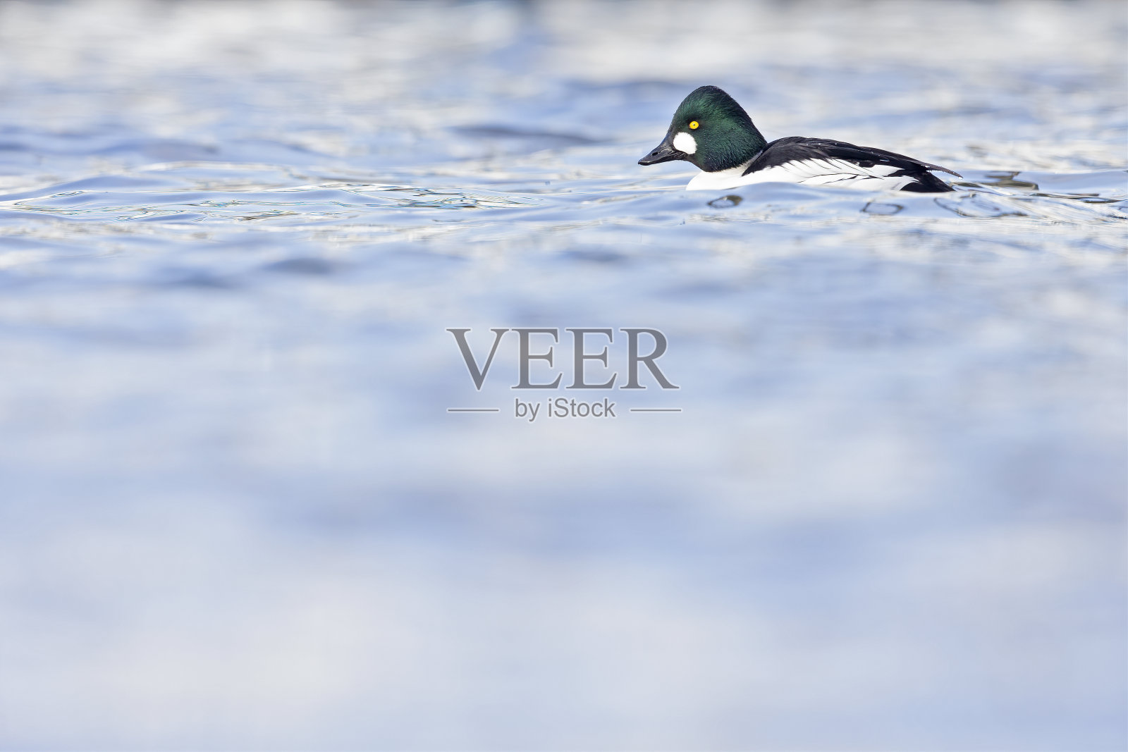 一只在湖里游泳的雄性成年金眼鱼(金眼鱼)。照片摄影图片