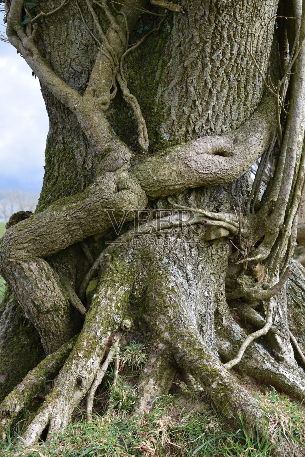 德文郡Sheepwash的一棵树上长着常春藤照片摄影图片